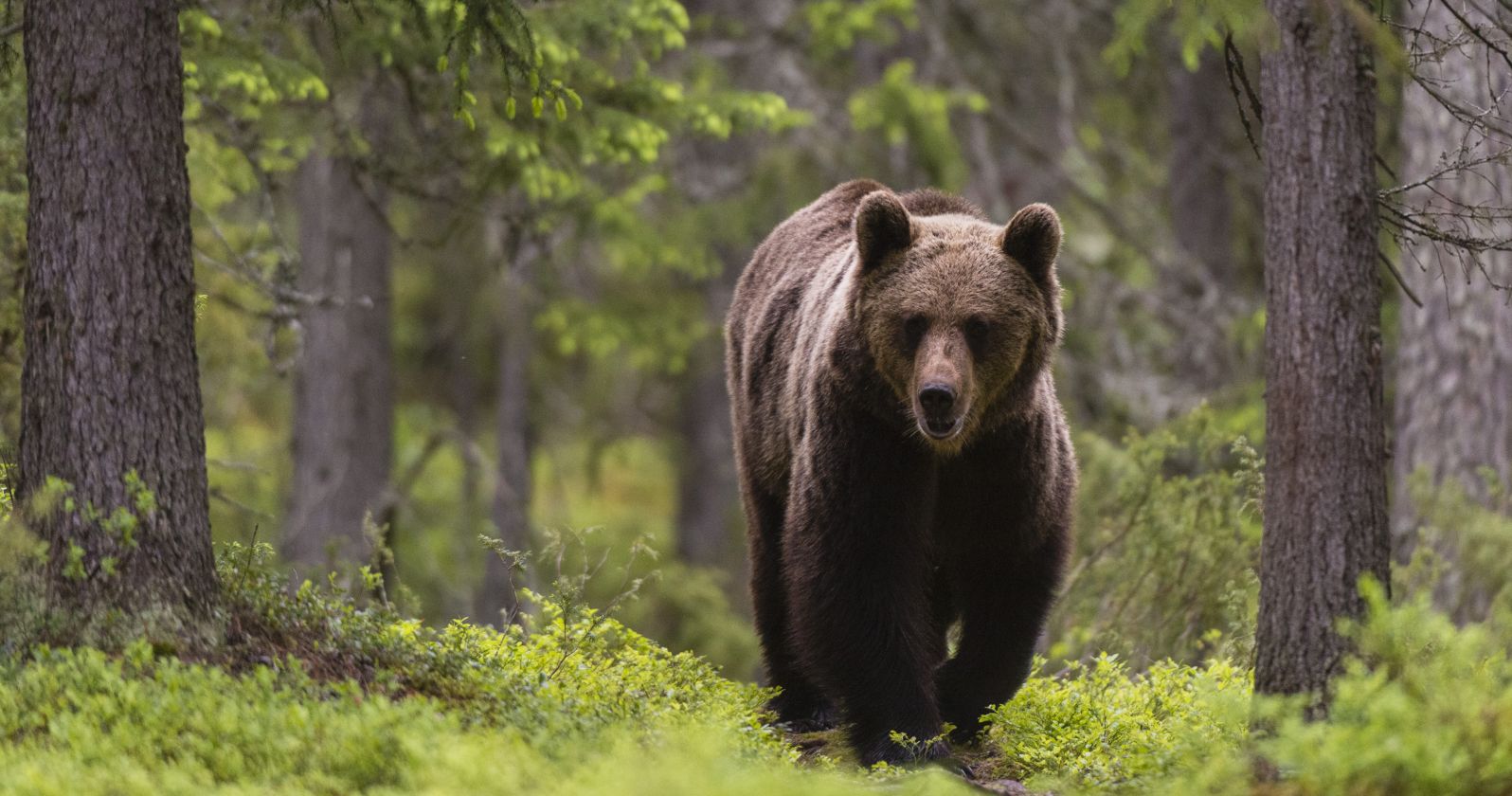 Ein Braunbär im Wald.