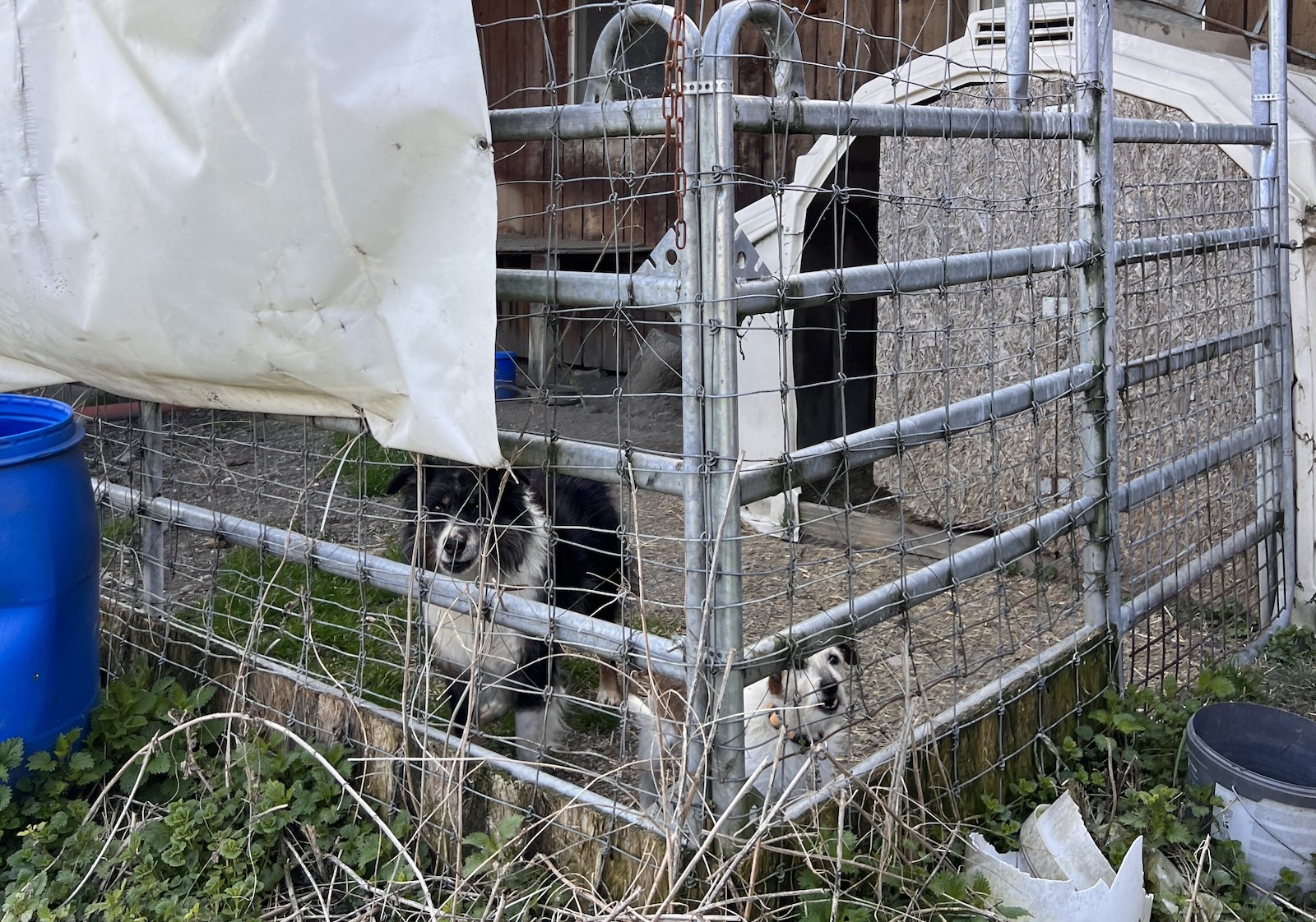 Zwei Hund in einem Zwinger eingesperrt.