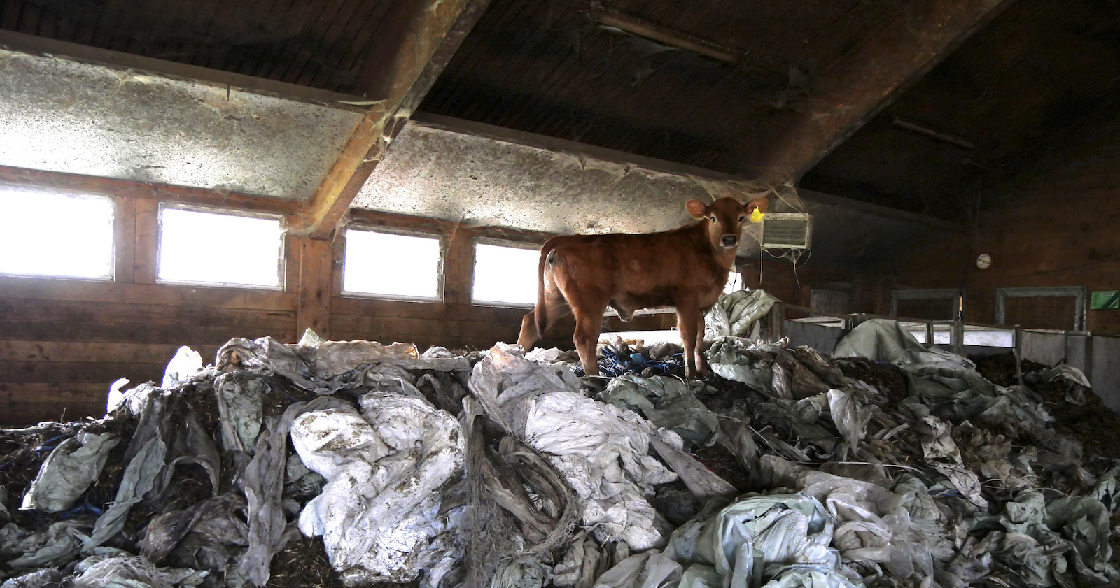 Rind steht auf einem riesigen Müllhaufen im Stall.