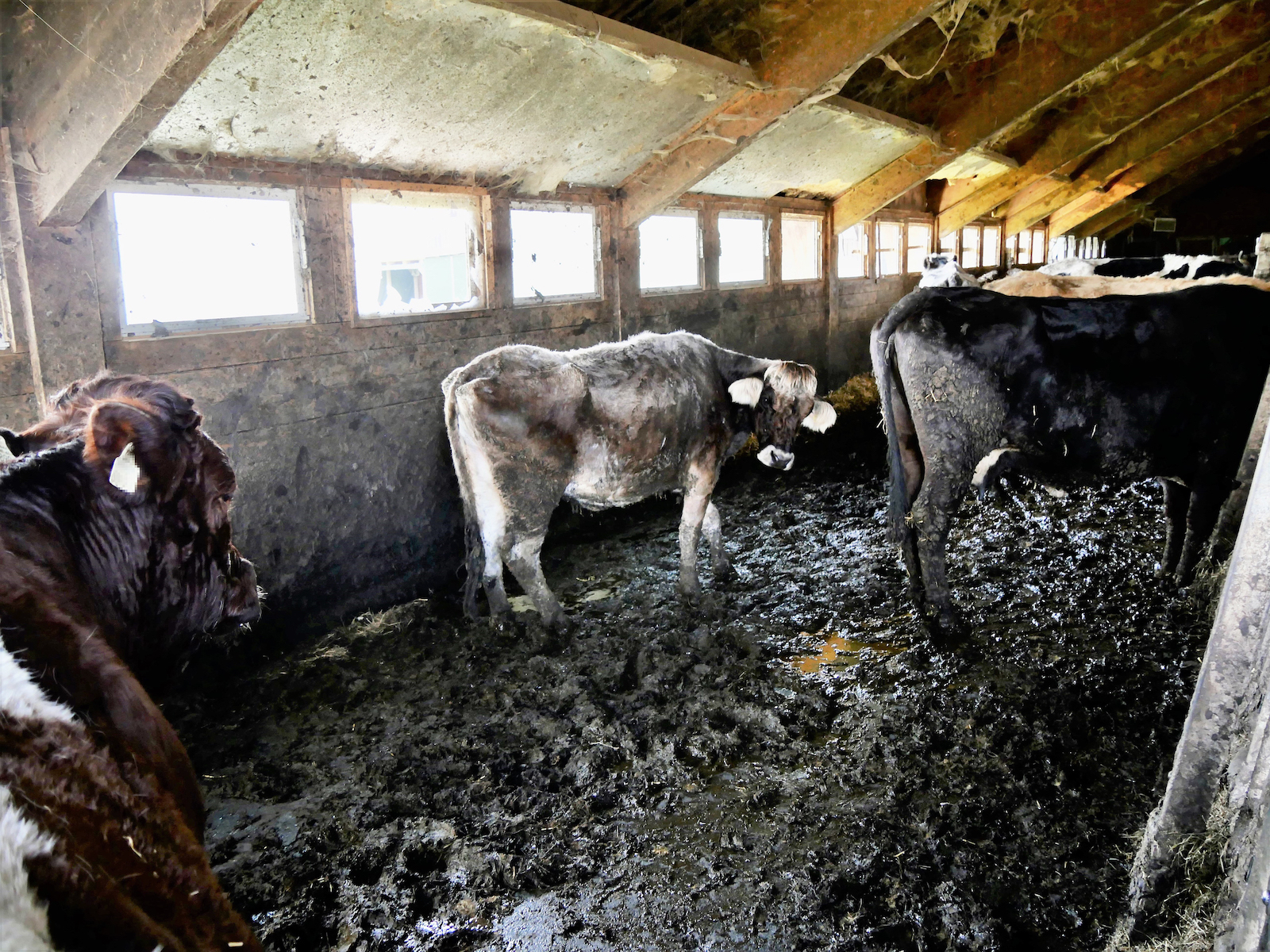 Kühe stehen im eigenen Dreck im Stall.