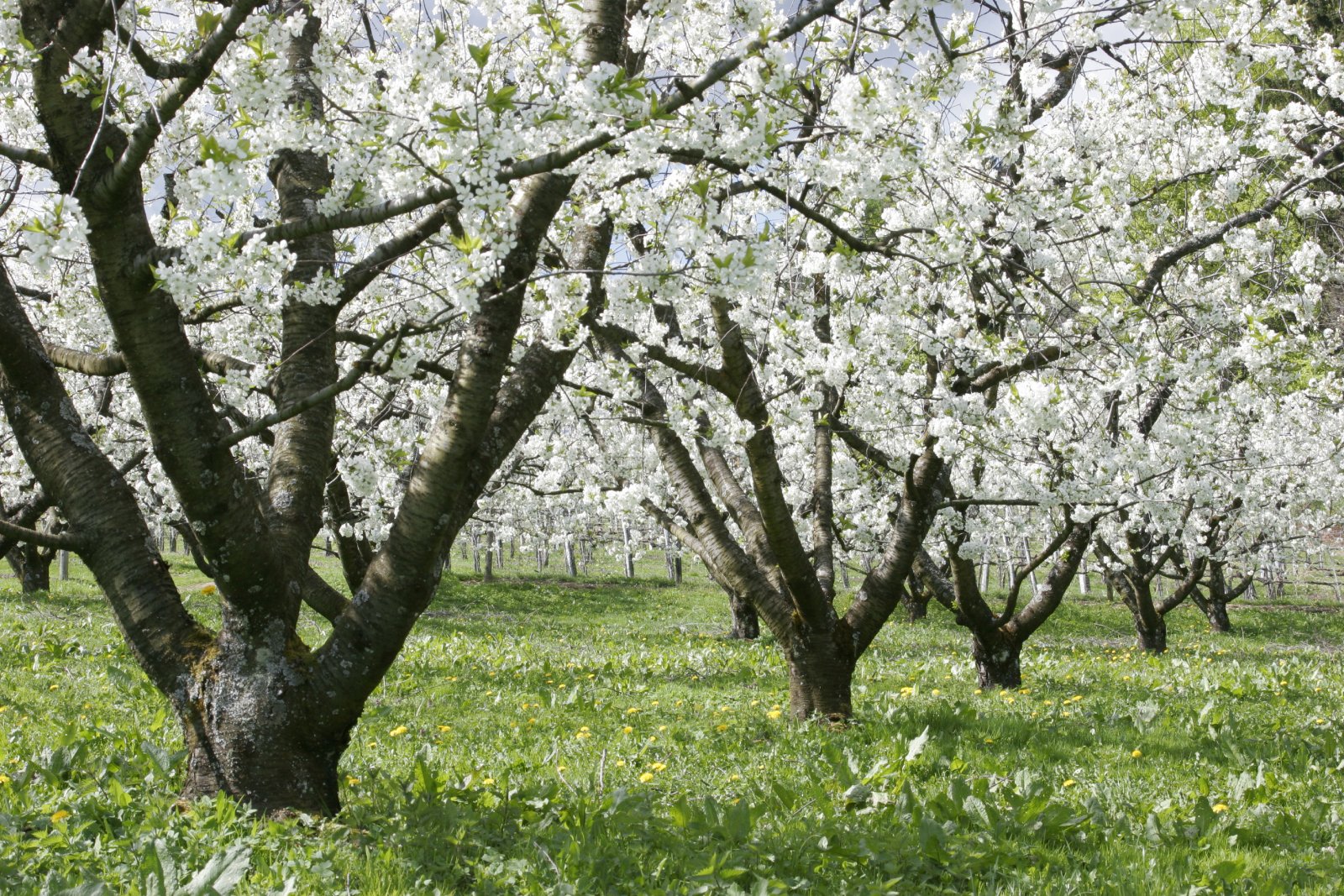 Blühende Apfelbäume in der Oststeiermark | Credit: Alexander Feigl / ChromOrange / picturedesk.com