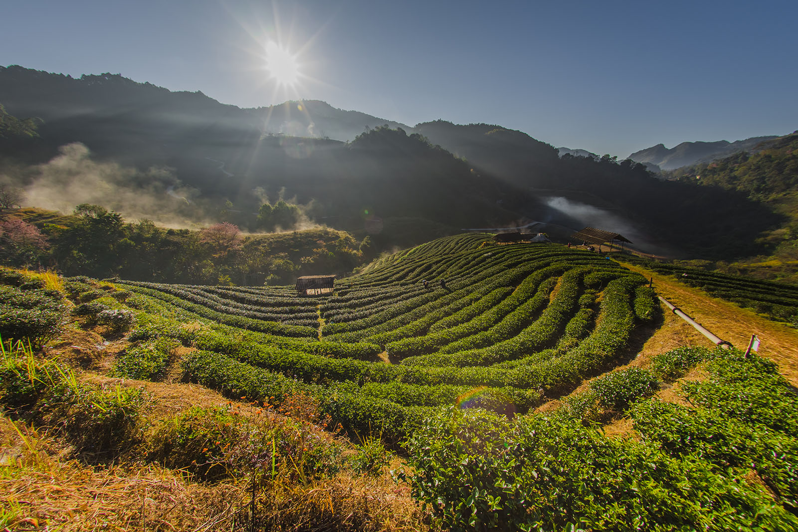 Teefelder in Chiang Mai | Credit: iStock.com/Natural_Pod