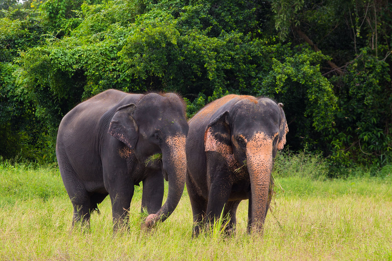 Elefanten in Thailand | Credit: iStock.com/themorningstudio