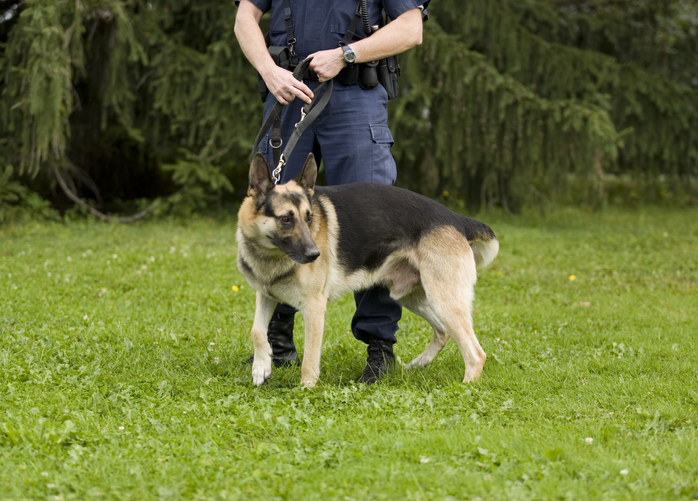 Polizeihund