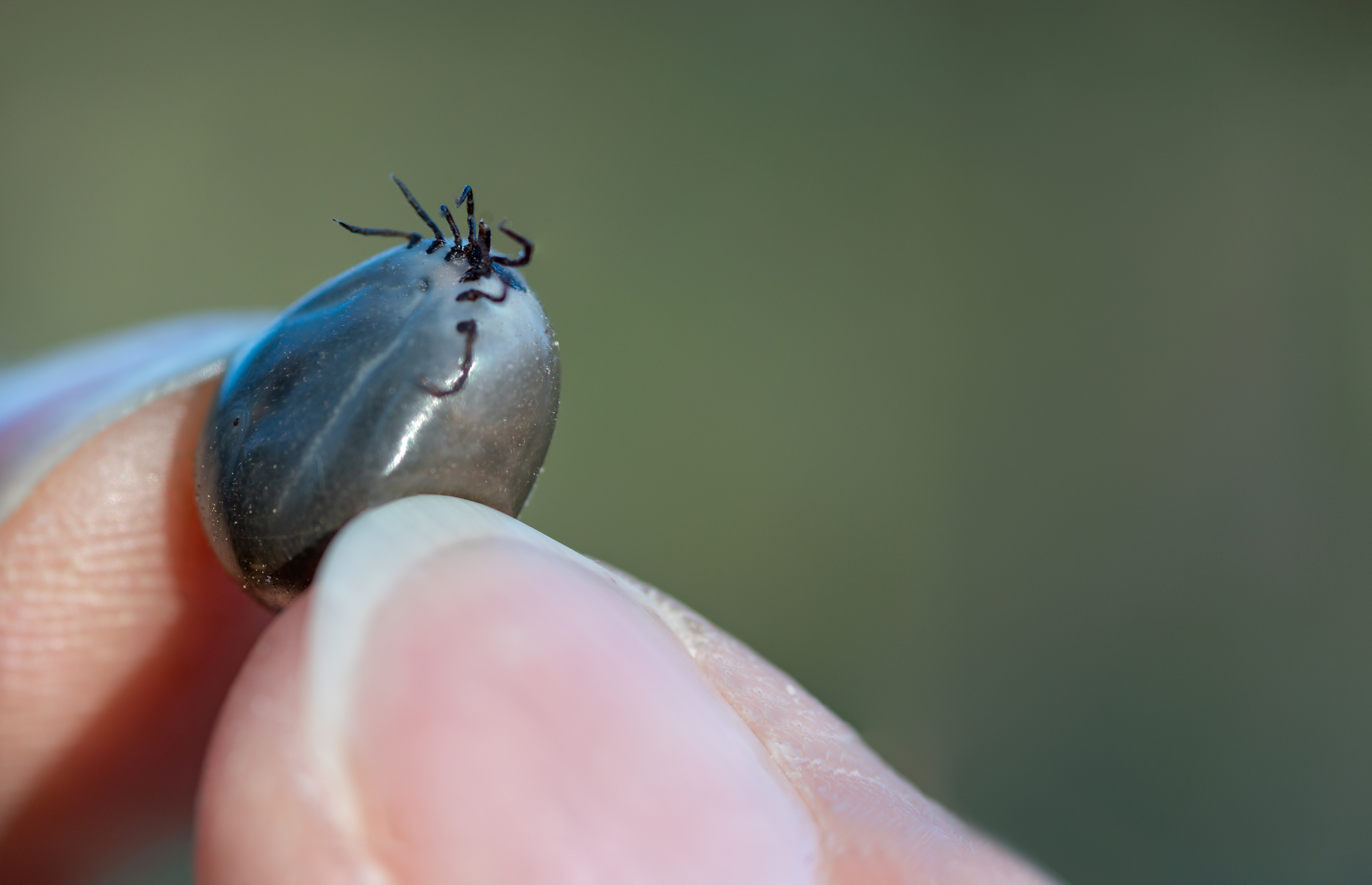 Eine vollgesaugte Riesen-Zecke.