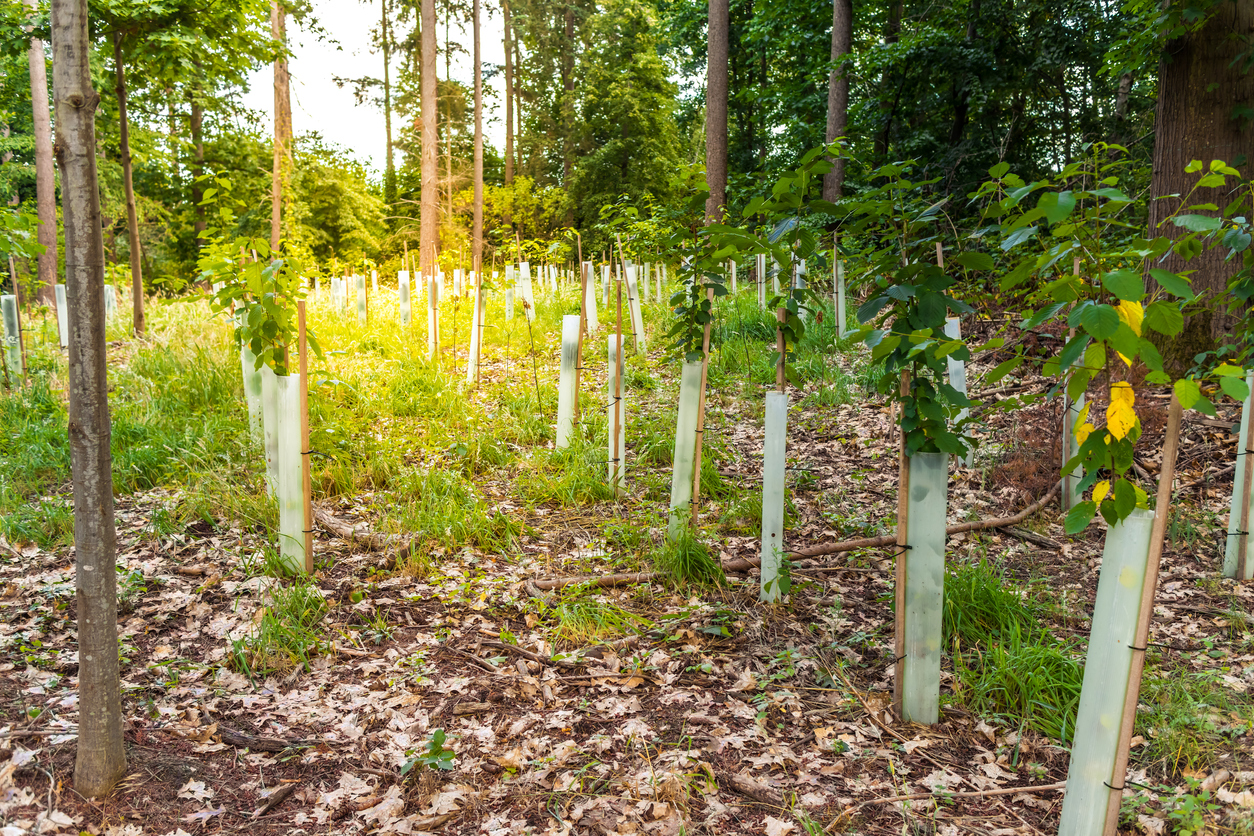 frisch angepflanzte Bäume in einem Wald