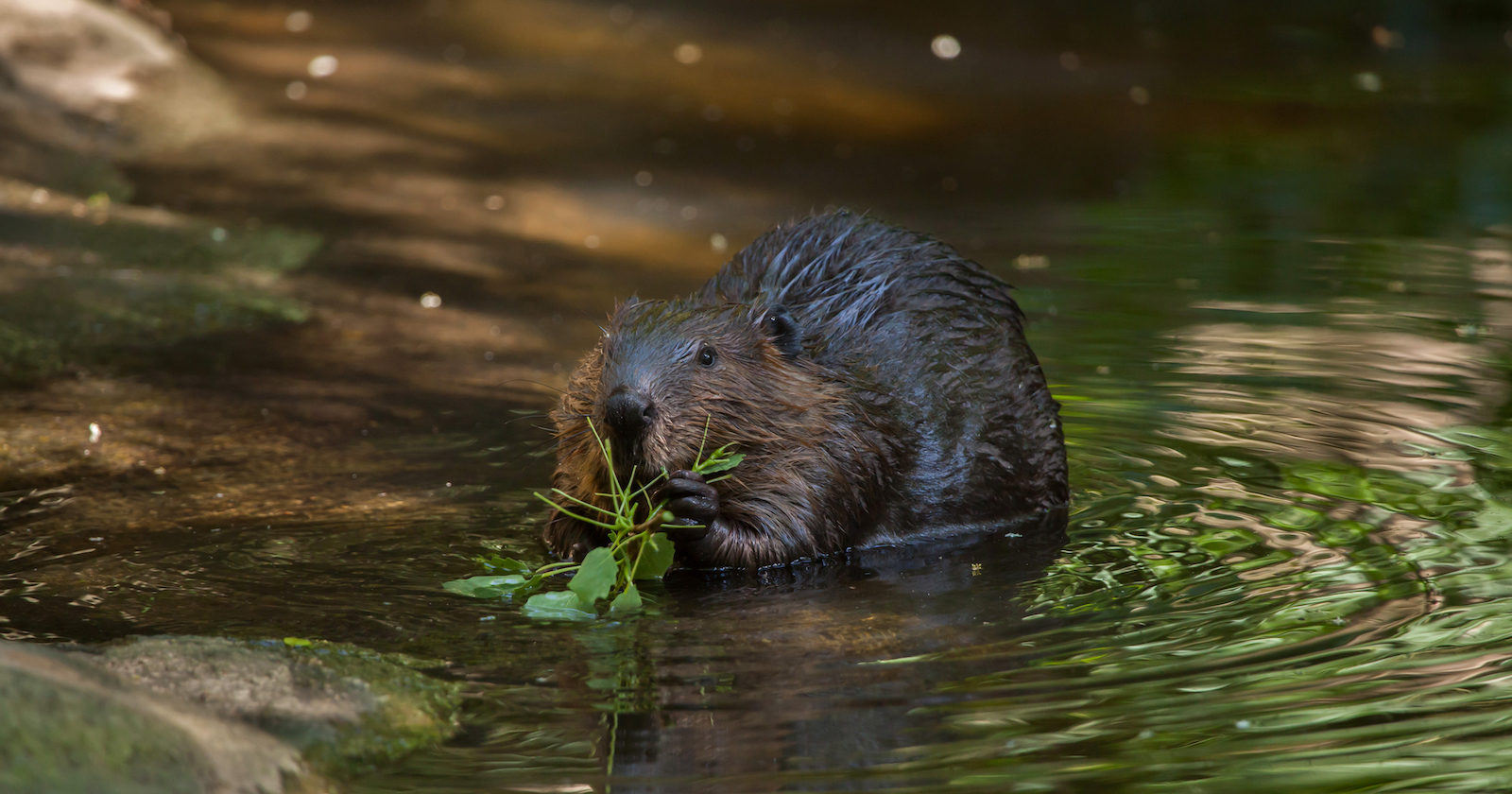 Ein Biber frisst Gras in einem Fluss.
