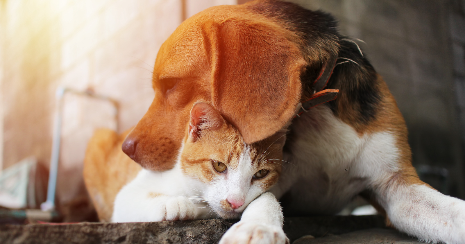 Beagle-Hund kuschelt mit einer rot-weißen Katze.