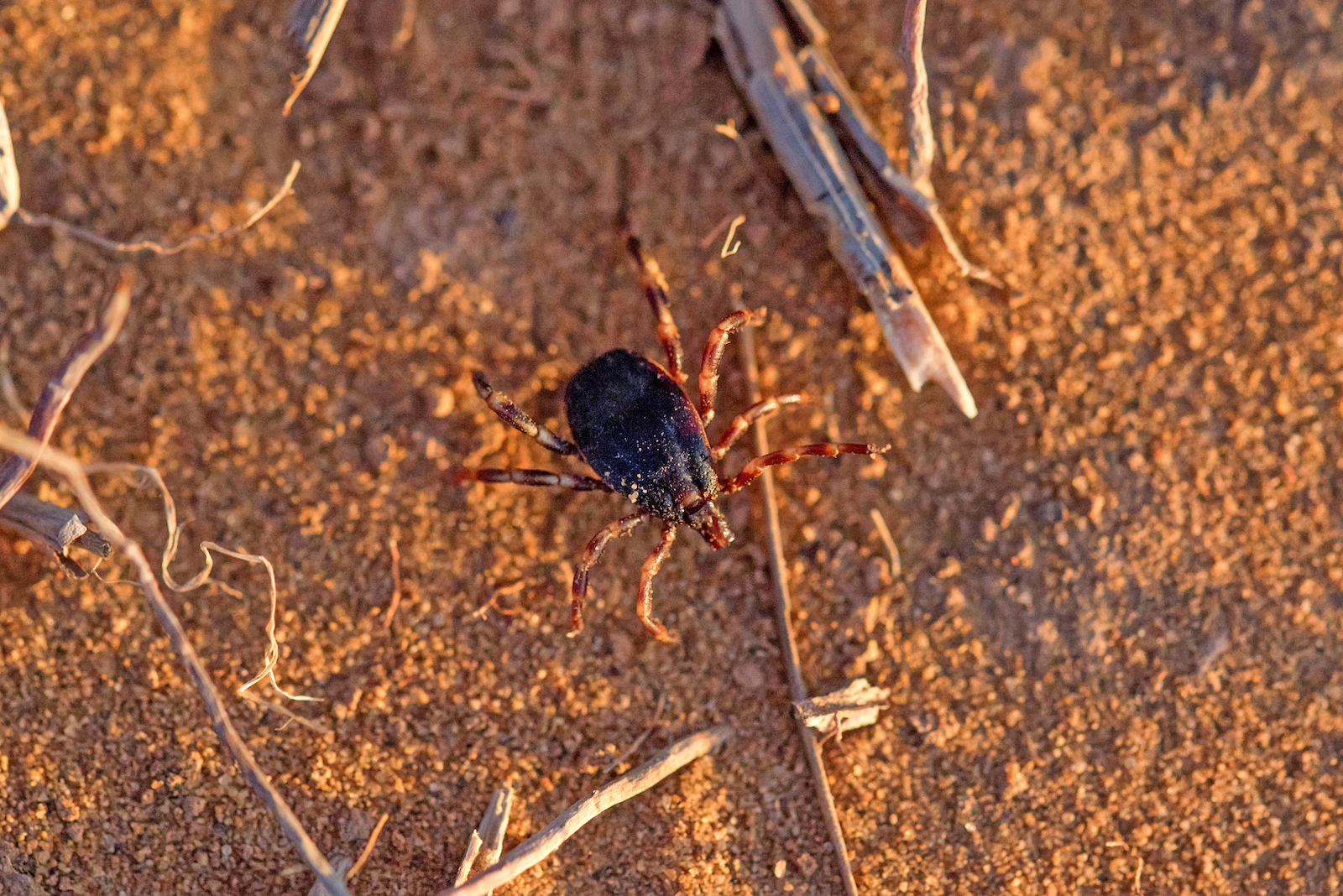 Eine Riesen-Zecke krabbelt über sandigen Boden.