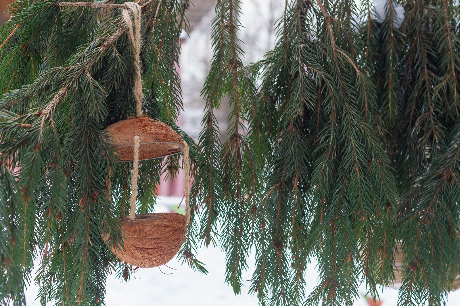 Vogelhaus aus Kokosnüssen hängt im Baum | Credit: iStock.com/Olga Evtushkova