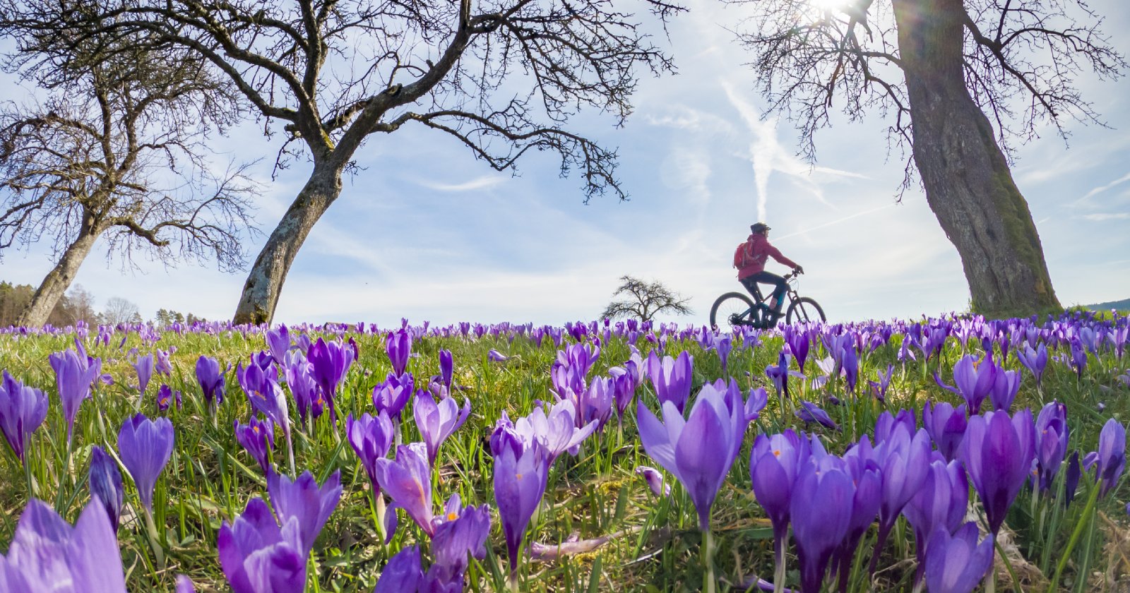 Jemand fährt zwischen Blumen Fahrrad | Credit: iStock.com/Uwe Moser