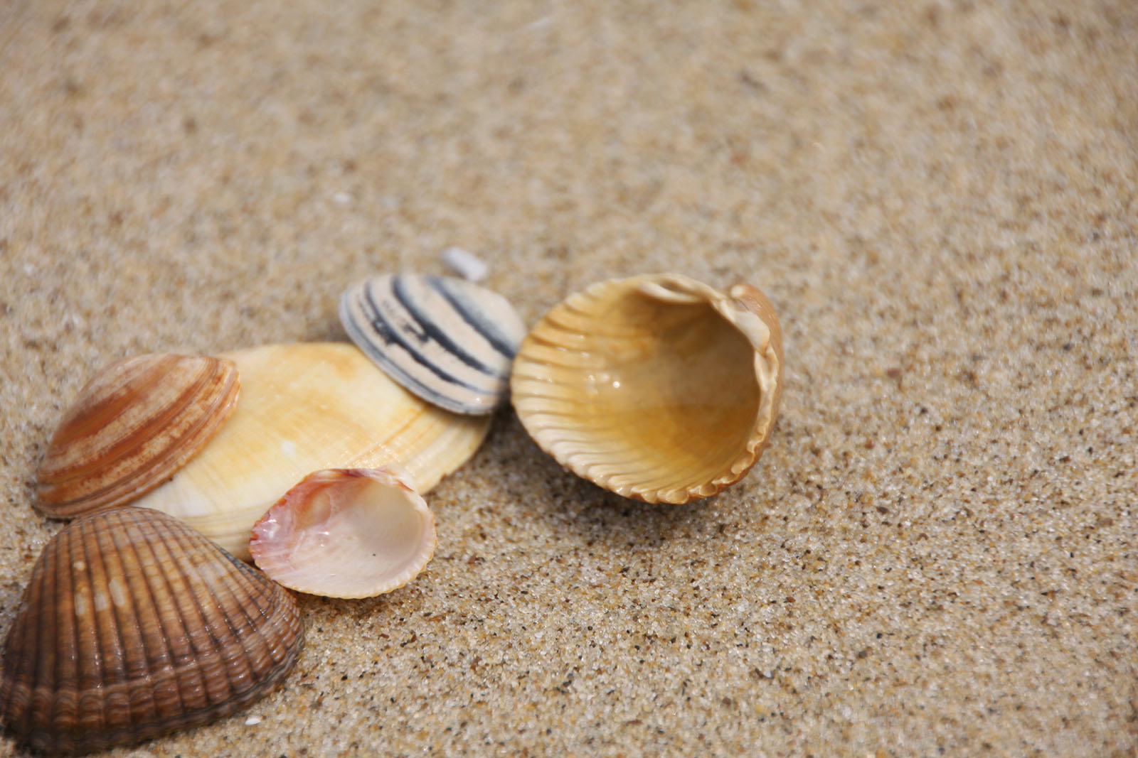 Muscheln am Strand | Credit: iStock.com/Mark Hochleitner
