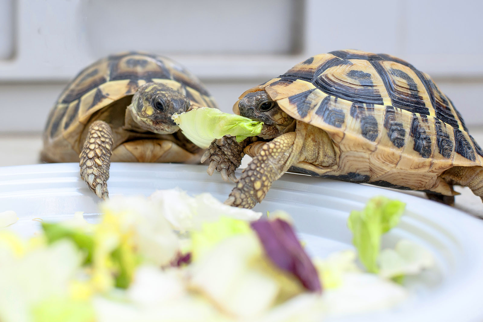 Zwei Schildkröten essen zusammen Salat von einem Teller | Credit: iStock.com/talitha_it