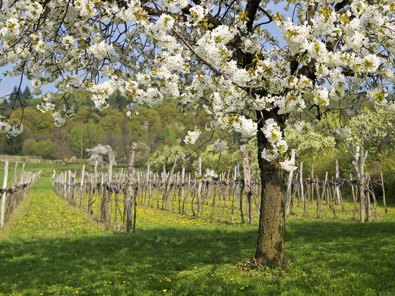 Weingärten in Niederösterreich | Credit: Ernst Weingartner / Weingartner-Foto / picturedesk.com