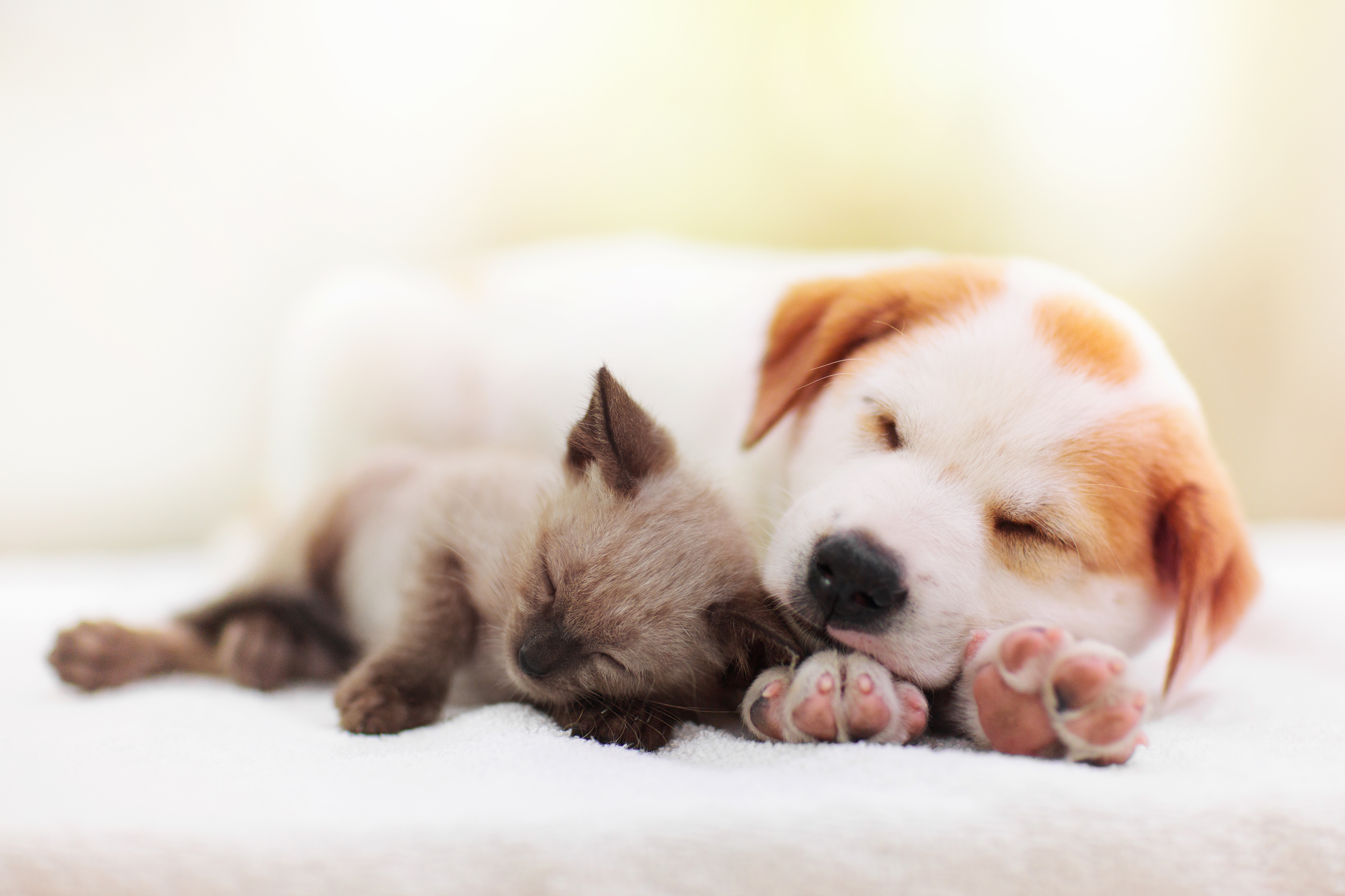 Welpen und Kitten liegen zusammen auf einer Decke | Credit: iStock.com/FamVeld