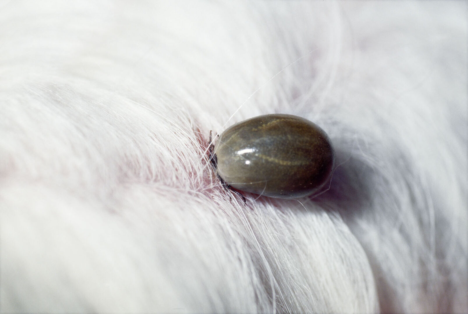 Eine vollgesaugte Zecke auf einem Tier.