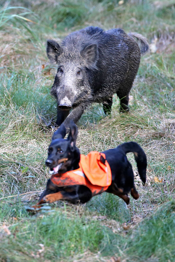 Ein Dackel läuft von einem Wildschwein davon.