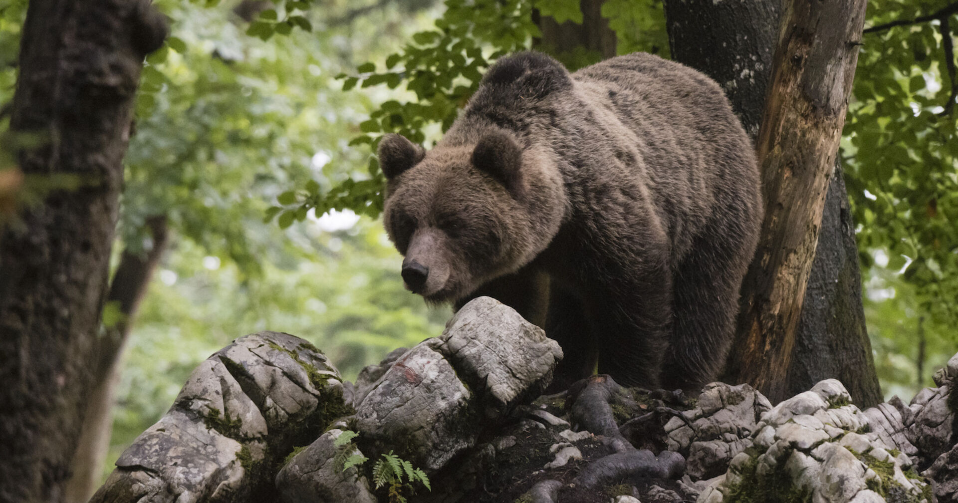 Ein Braunbaer im Wald.