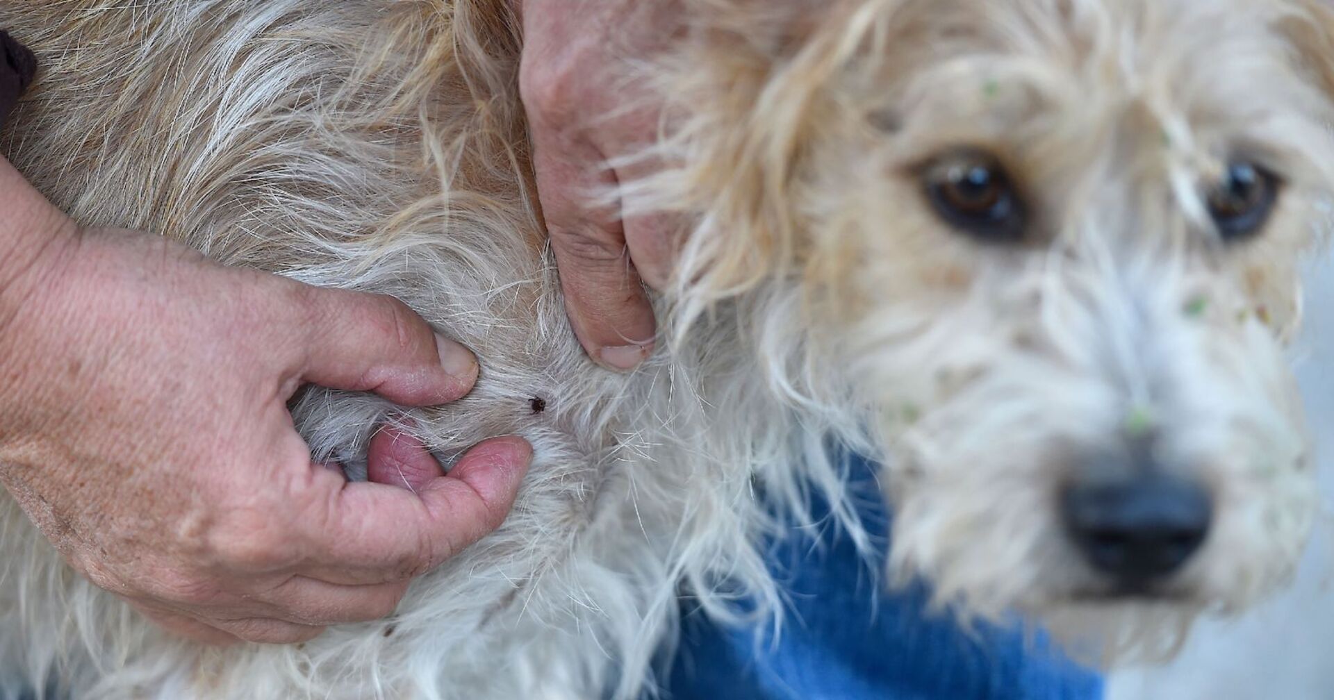 Ein Hund hat einen Zeckenstich.
