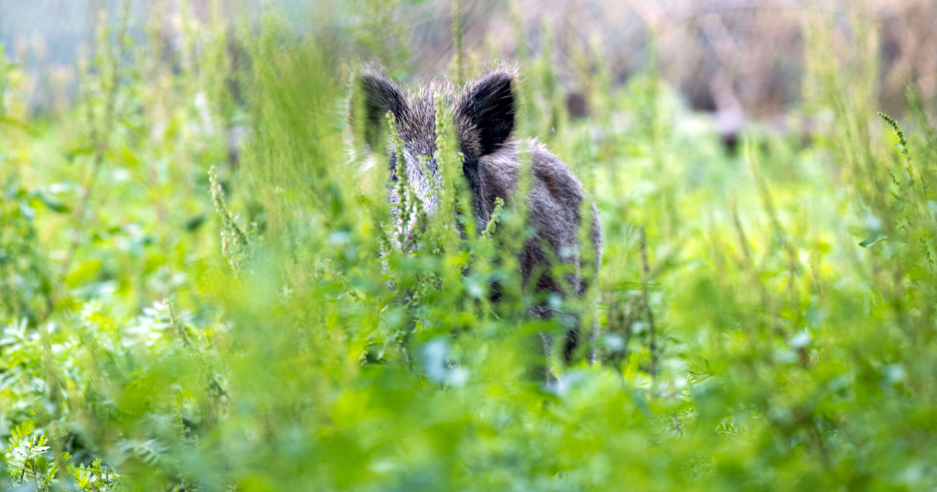 Ein Wildschwein versteckt sich im Gras.