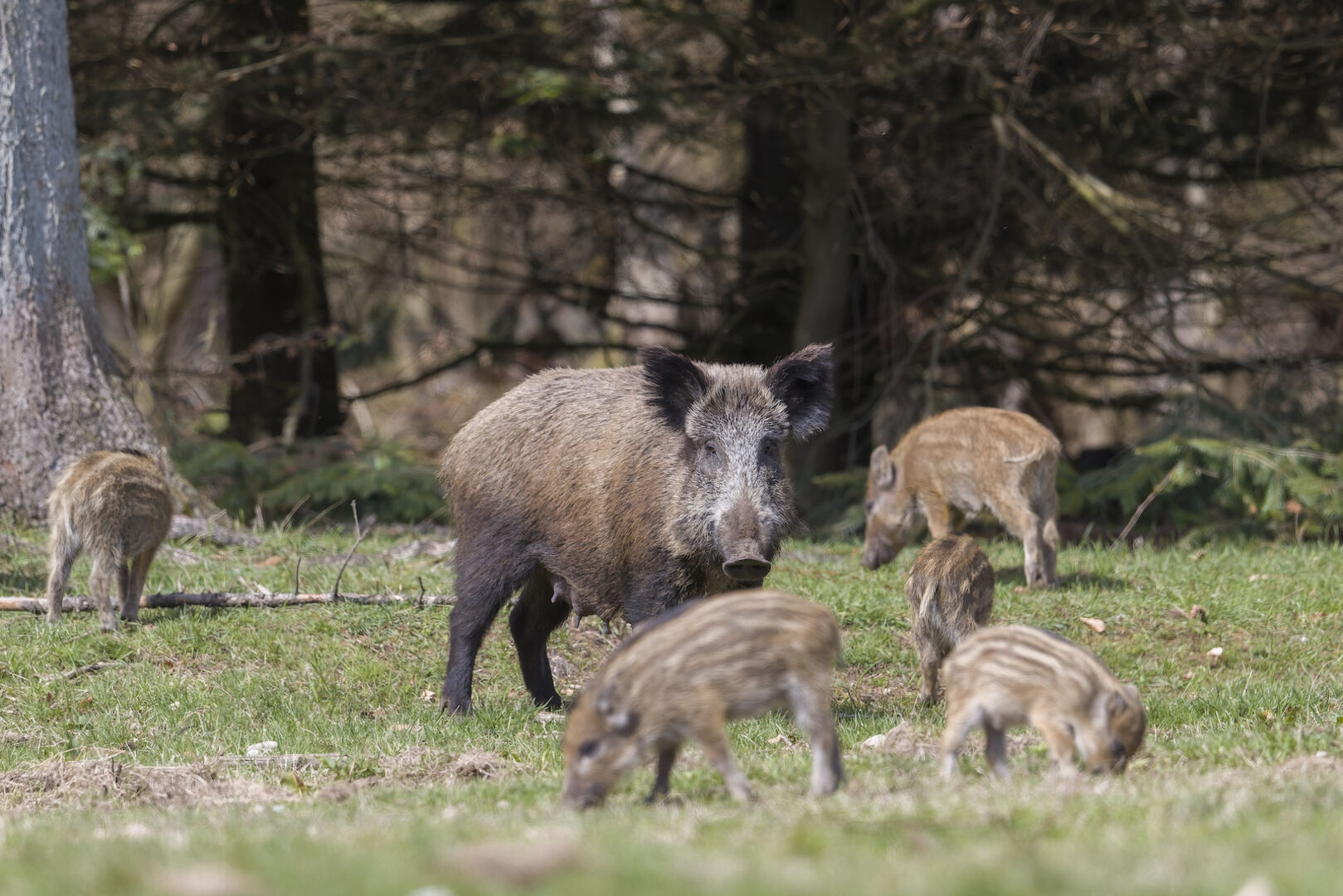 Eine Bach mit ihren Frischlingen im Wald.