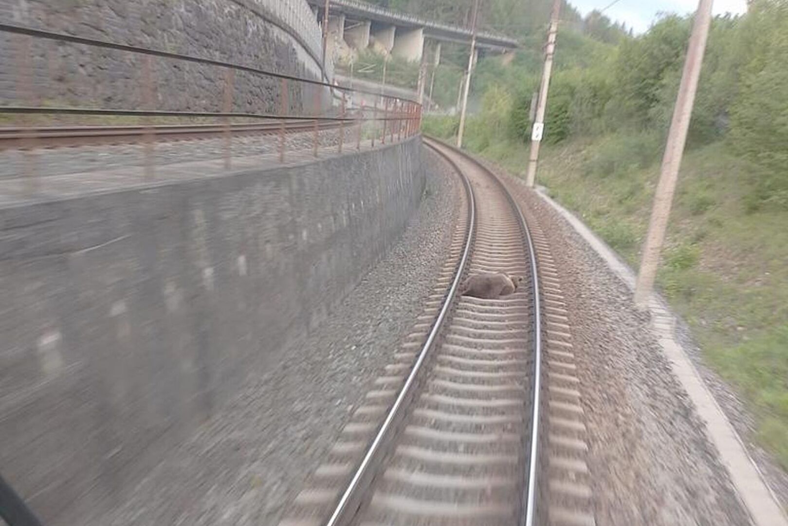 Bär liegt auf dem Gleisen.