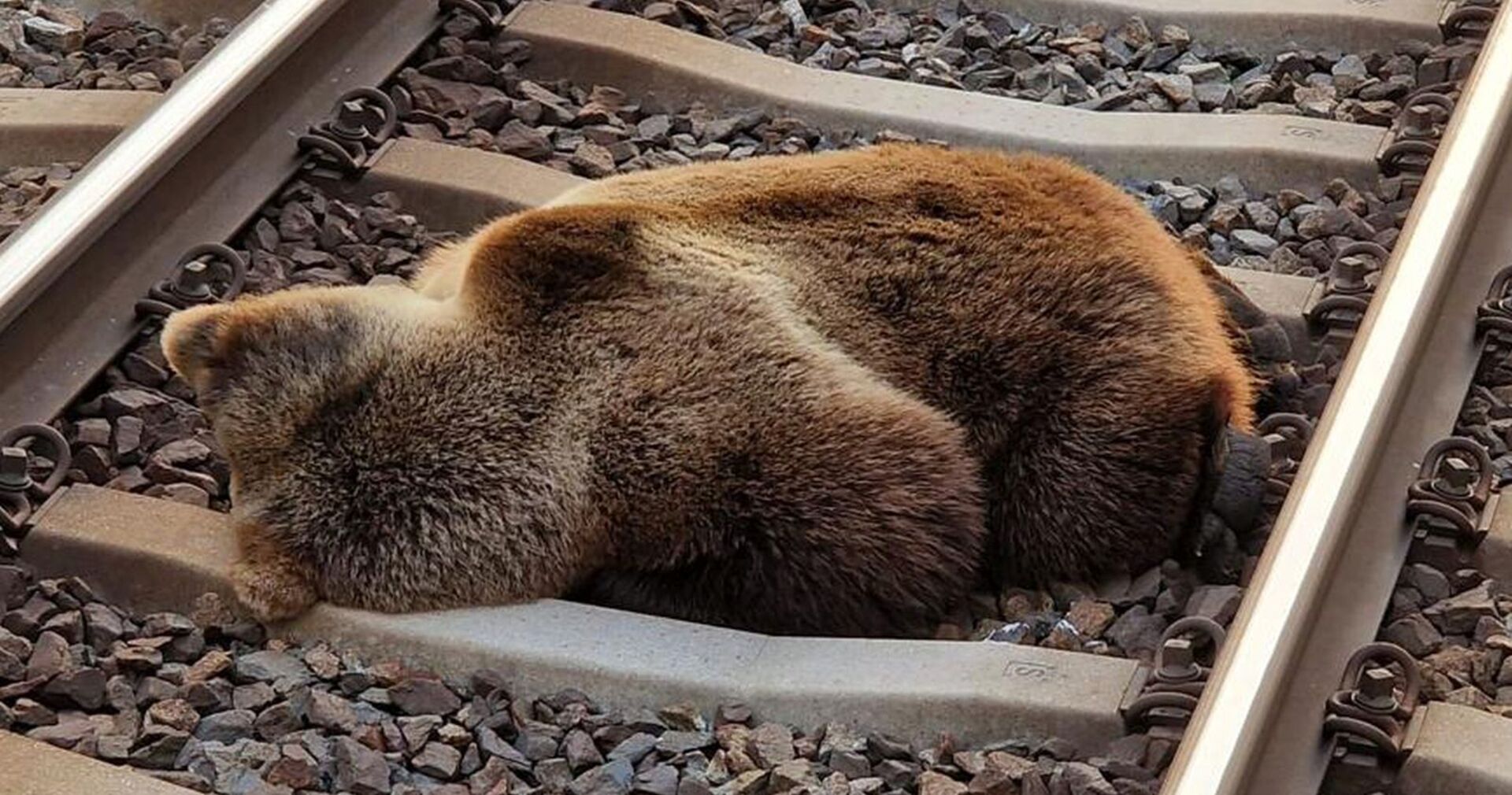 Toter Bär auf dem Zuggleis.
