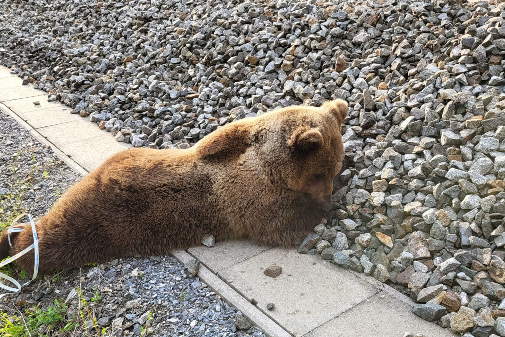 Der tote Bär, der in Salzburg auf den Gleisen gefunden wurde.