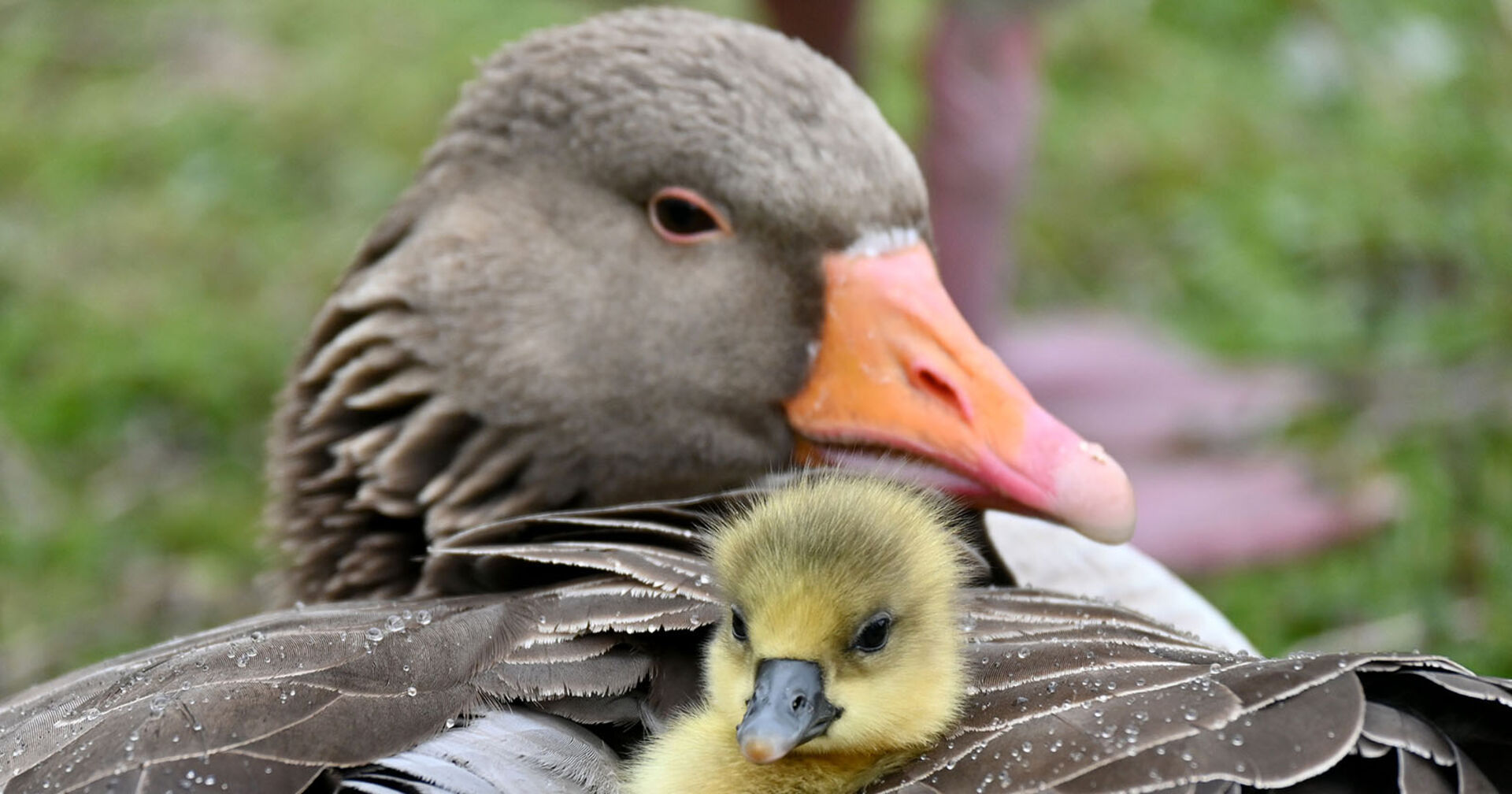 Graugans mit einem Kücken