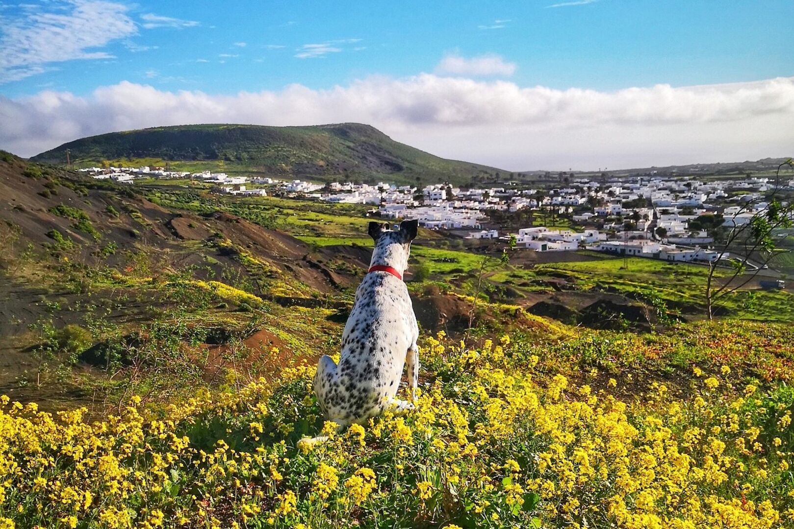 Hund auf den Kanaren