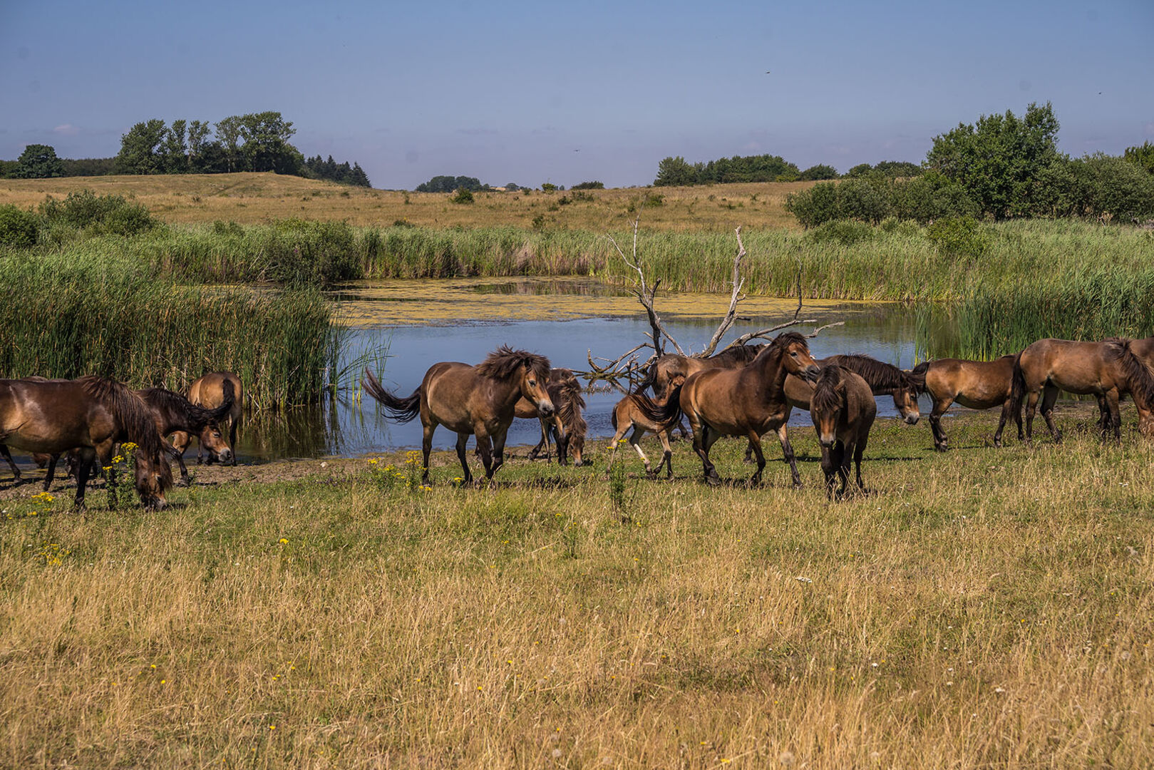 Pferde von Dänemark | Credit: iStock.com/Thoms Gallery