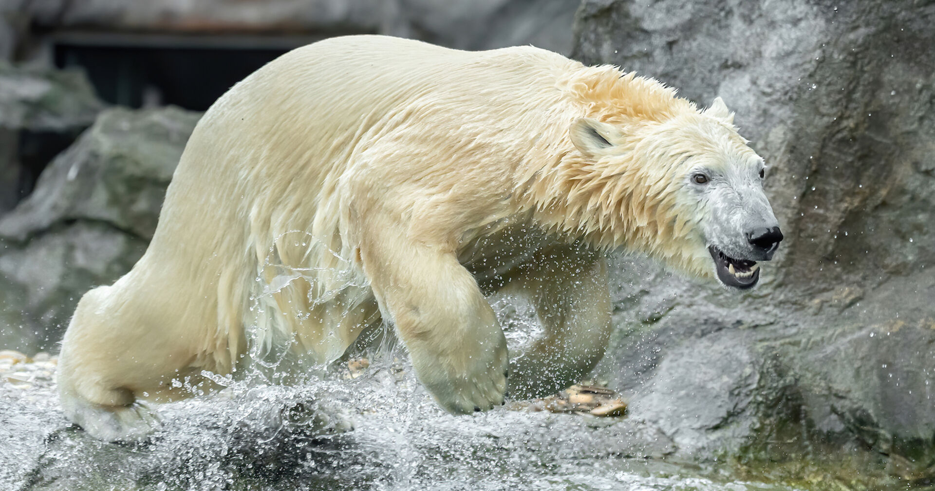 Die Eisbärin springt im Zoo Schönbrunn von einem Felsen in ein Becken mit Wasser.