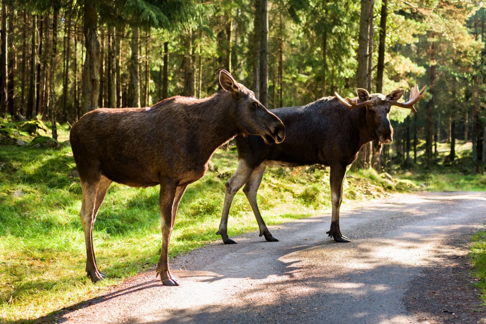 Elchpark in Schweden | Credit: iStock.com/Reimphoto