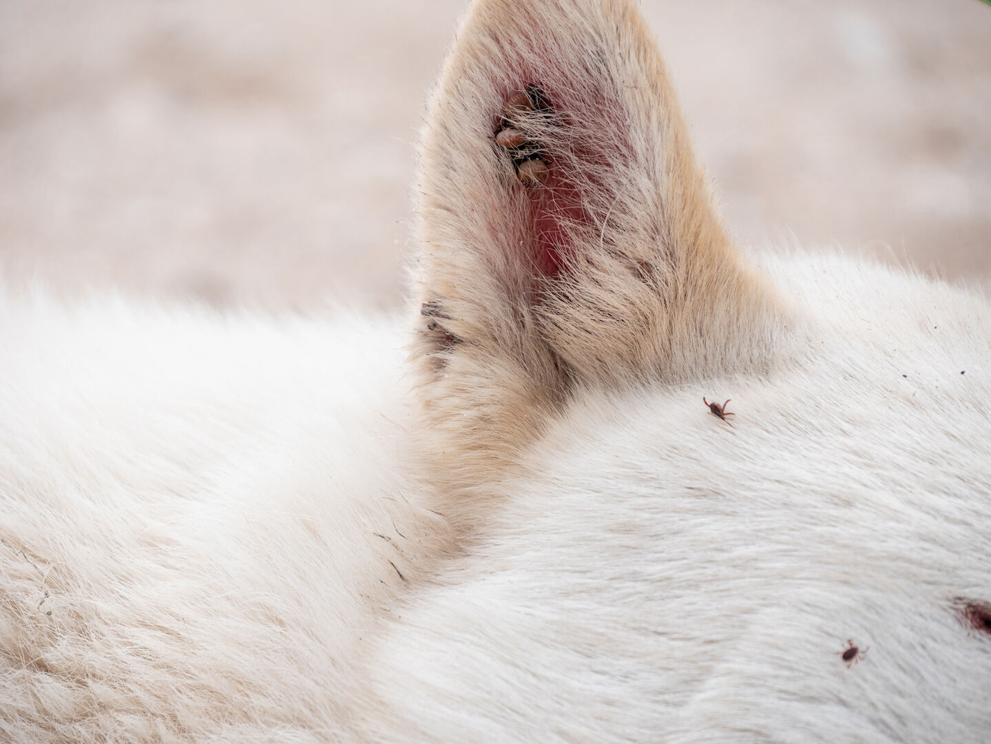 Krabbelnde Zecken auf einem Tier
