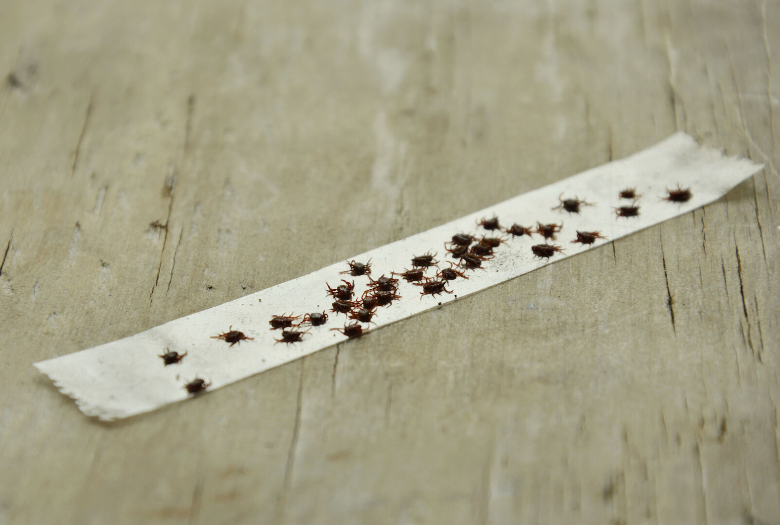 Zecken kleben auf einem Klebeband.