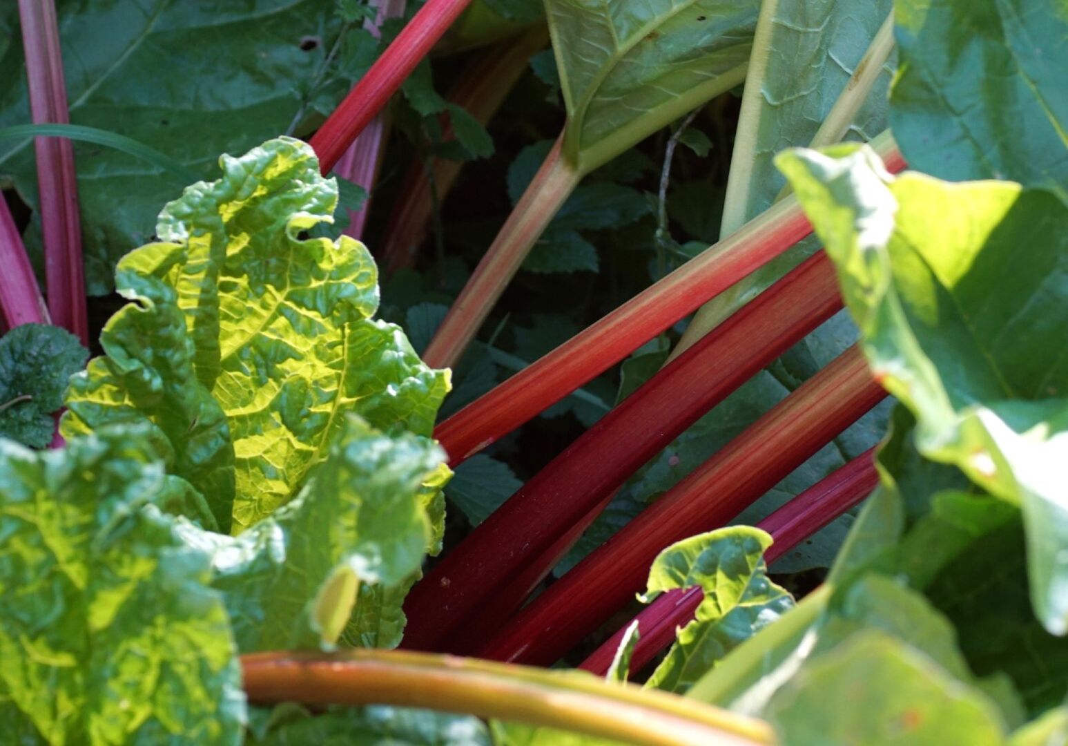 Rhabarber im Garten | Credit: iStock.com/TG23
