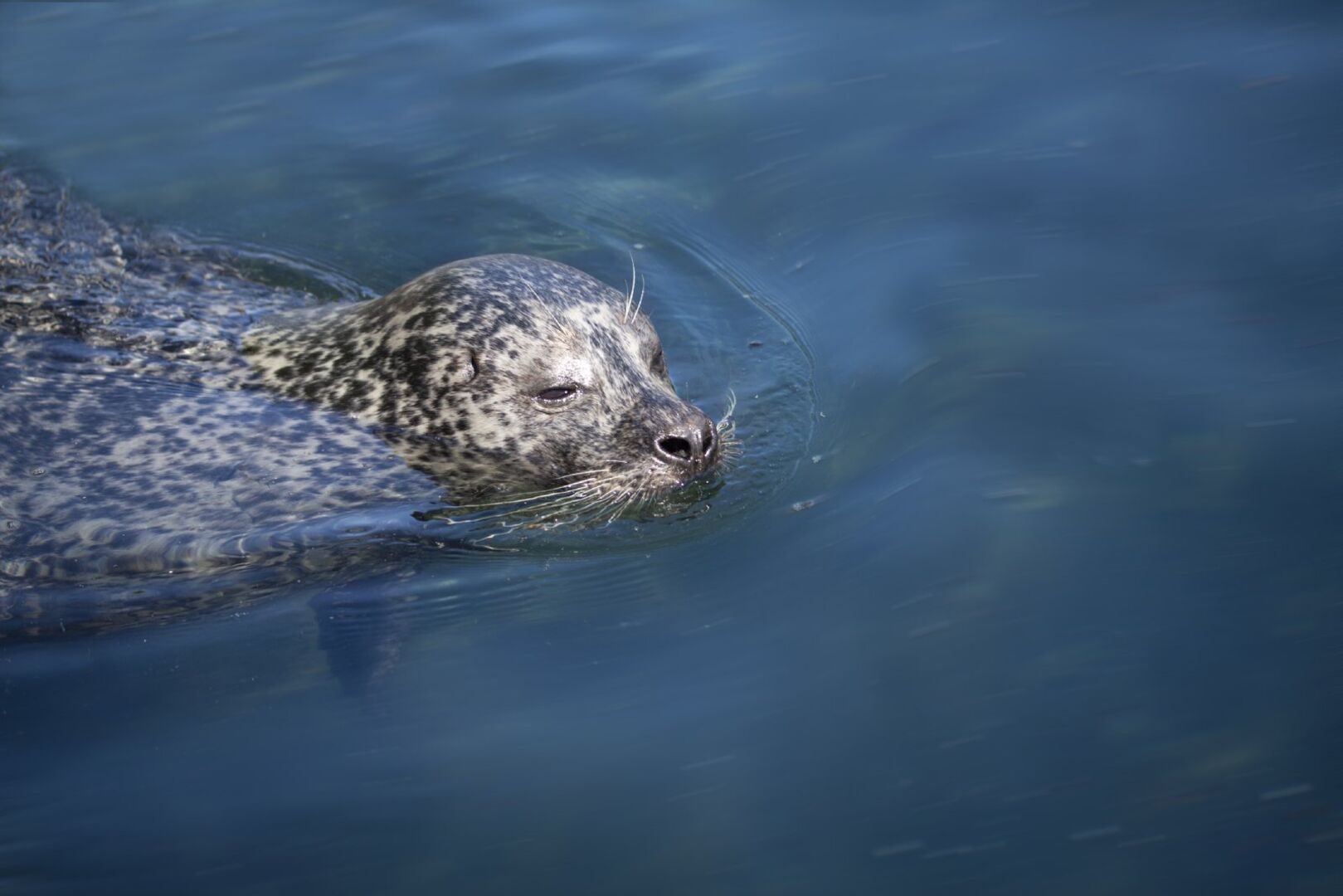 Seehund schwimmt im Wasser | Credit: iStock.com/Ole Schwander