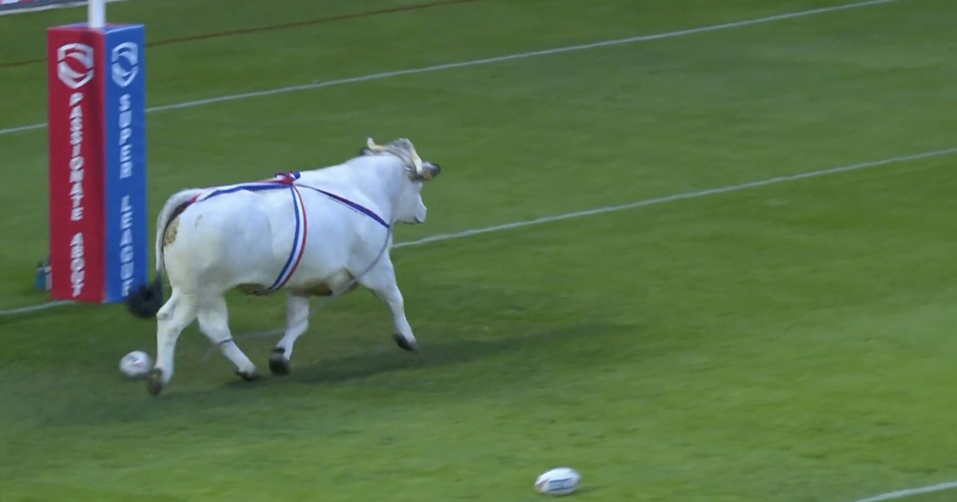 Der weiße Bulle trabt über das Rugby-Spielfeld