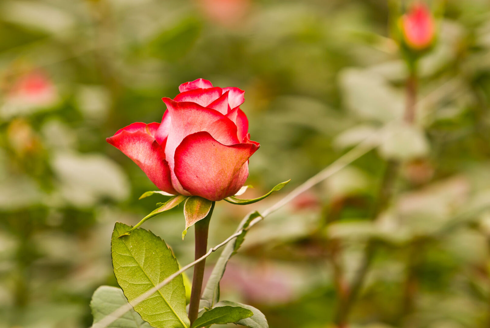 Blühende rote Rose | Credit: iStock.com/Villamilk