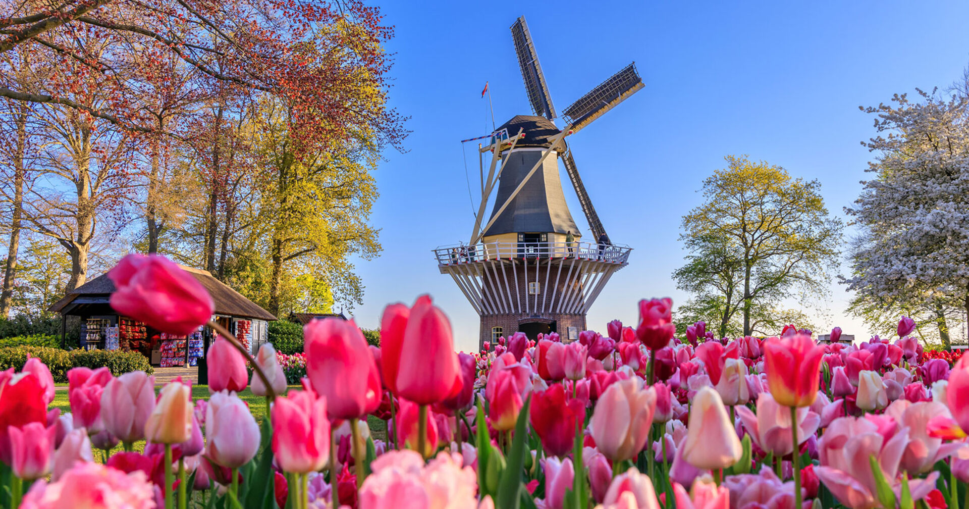 Tulpen in verschiedenen Rosa-Tönen vor einer Windmühle in den Niederlanden | Credit: iStock.com/SCStock