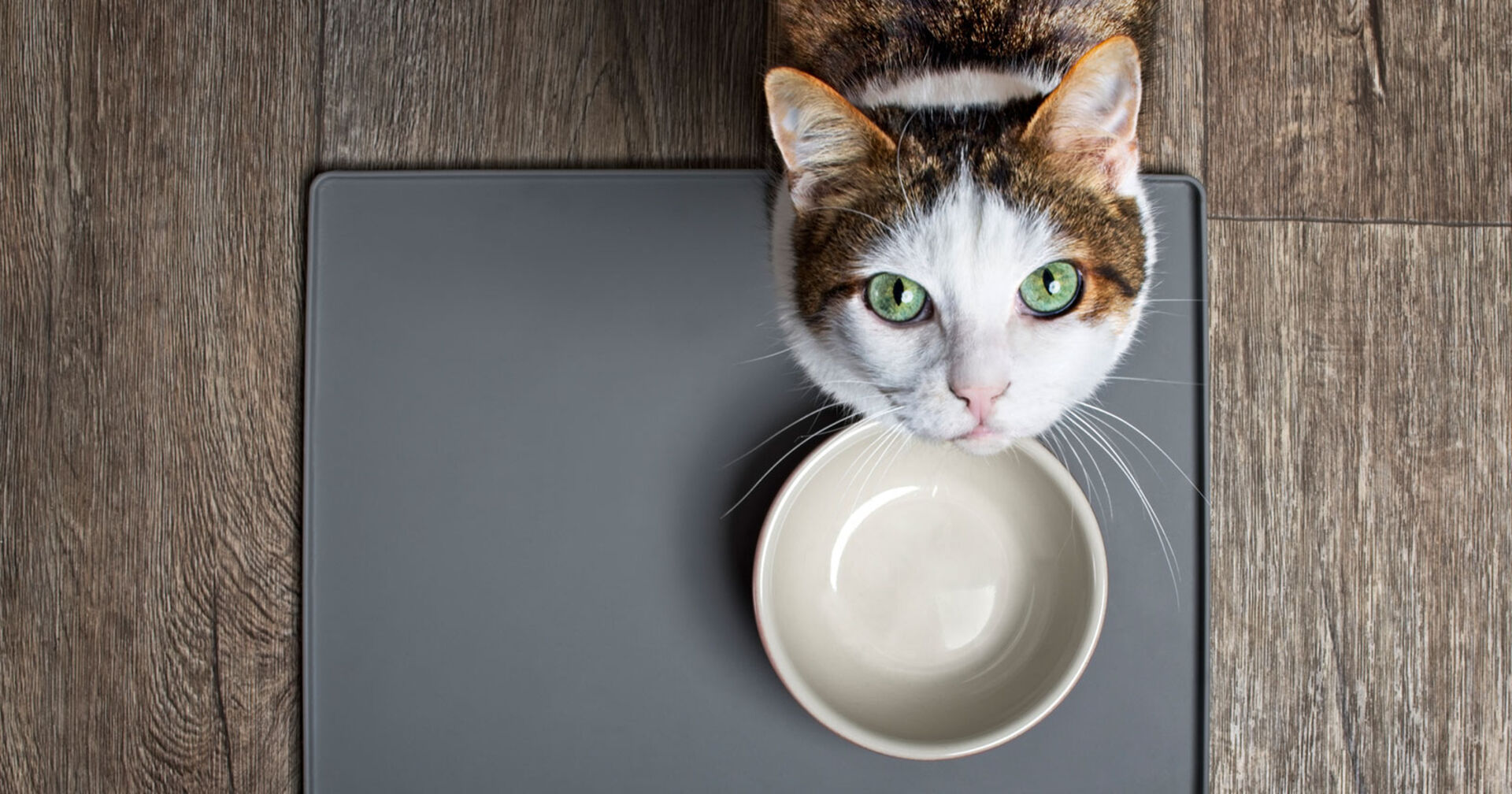 Katze vor ihrer Futterschüssel | Credit: iStock.com/Lightspruch