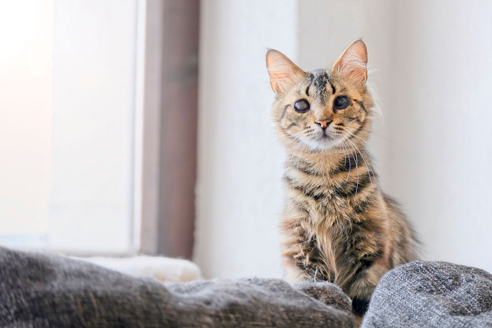 kleine Katze mit Sehproblemen | Credit: iStock.com/Lightspruch