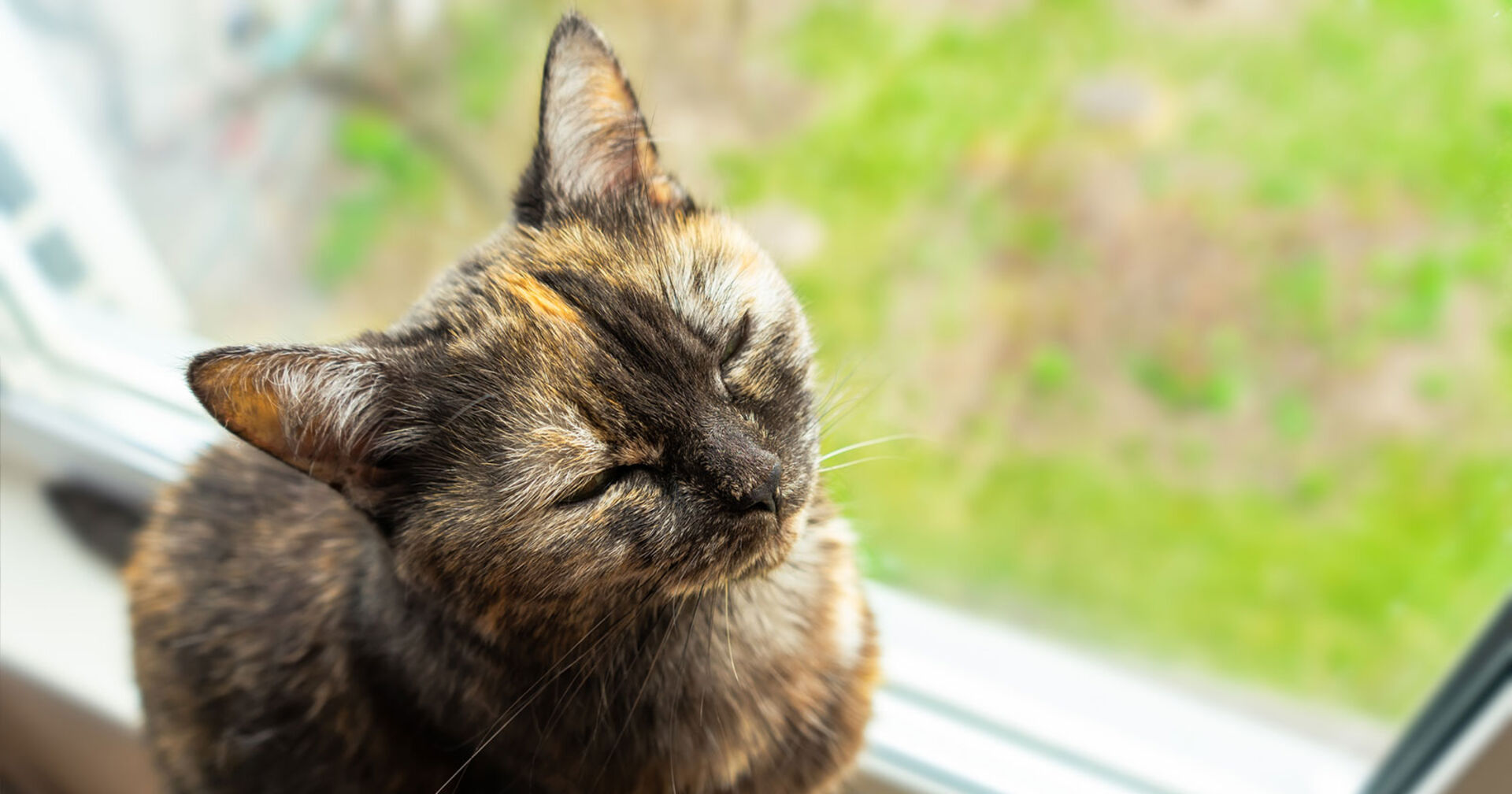 Blinde Katze | Credit: iStock.com/zlyka2008