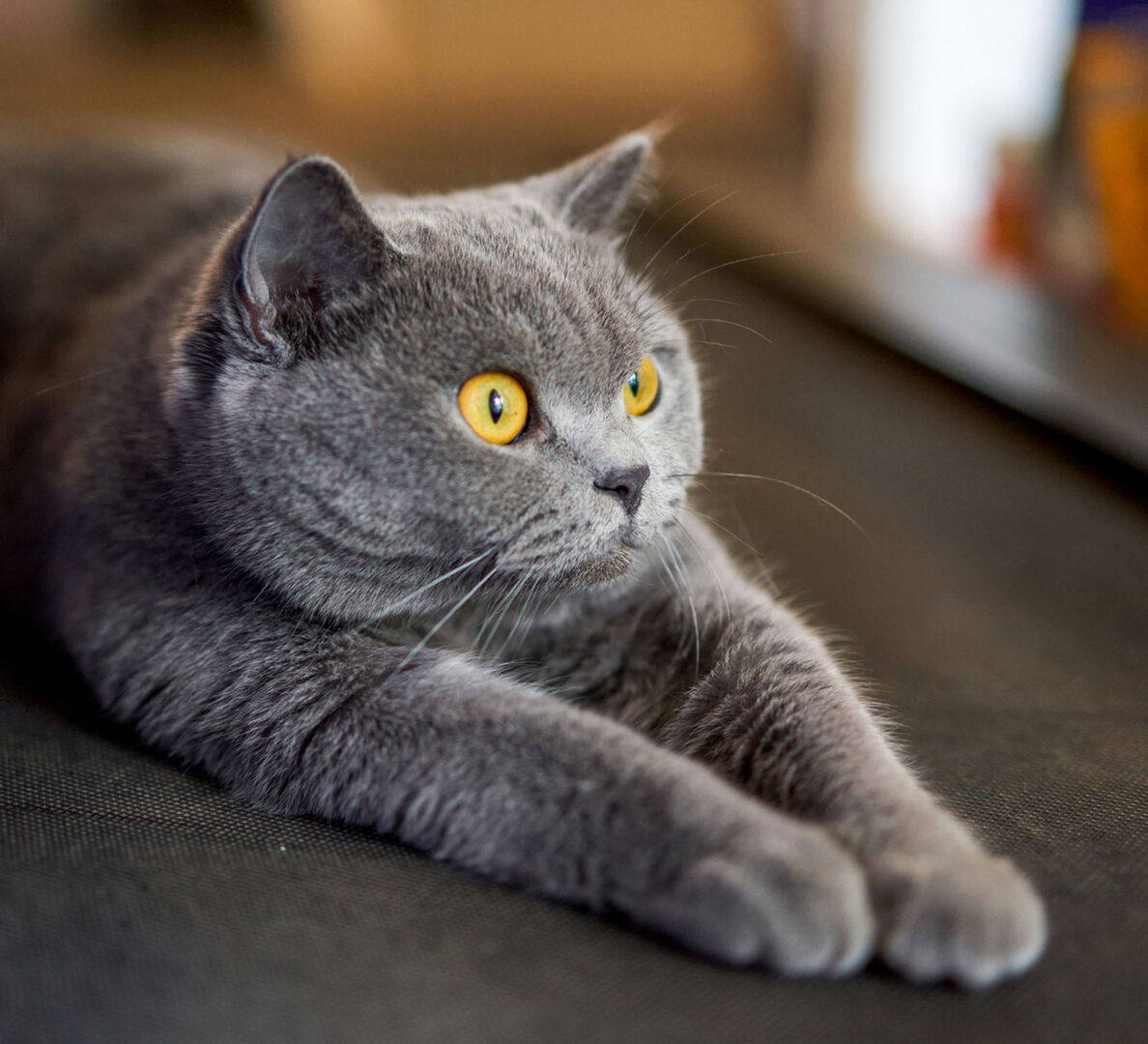 Langgestreckte Britisch Kurzhaar Katze | Credit: iStock.com/Qin Ningzhen