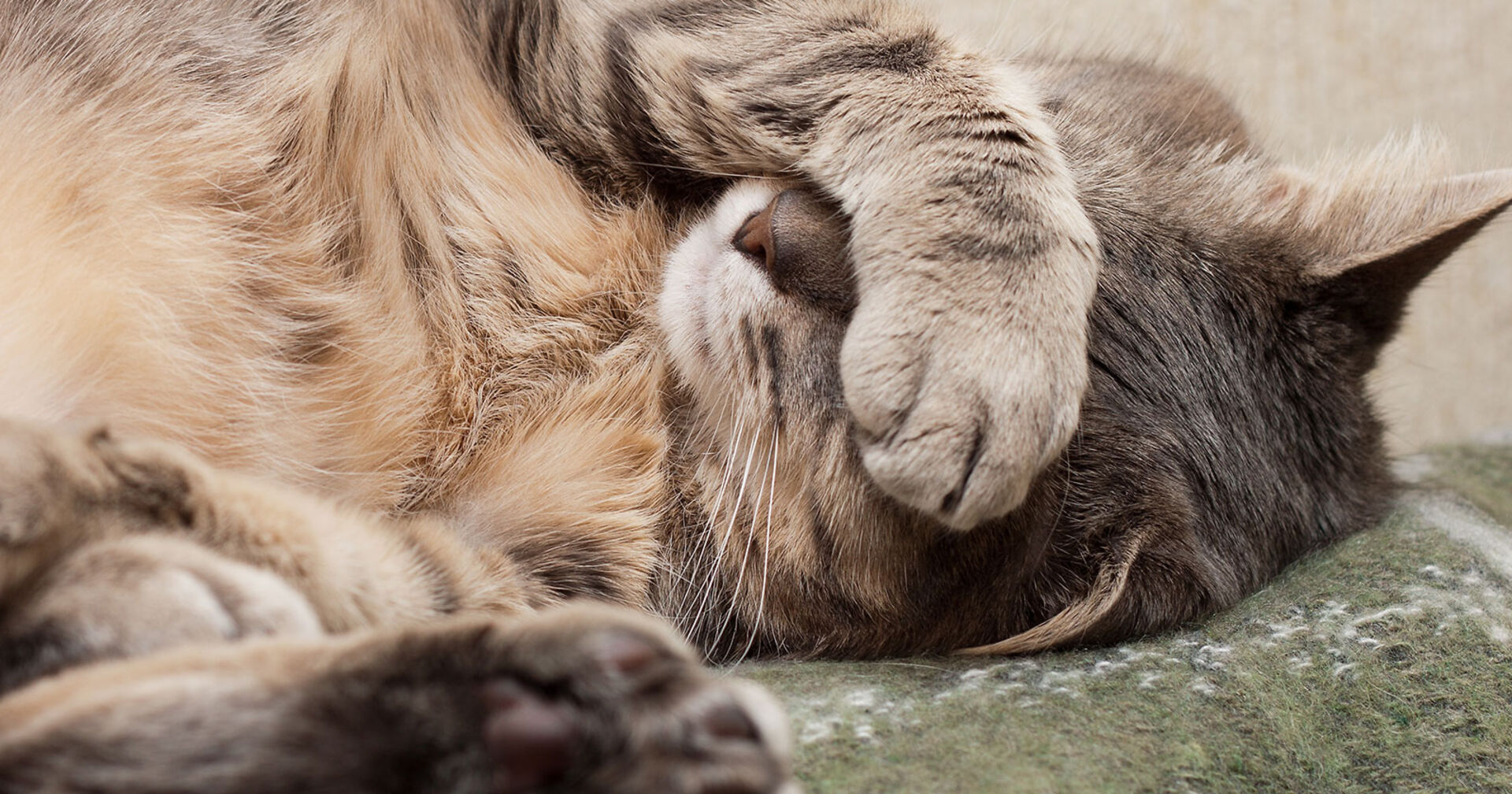 Katze mit der Pfote vor dem Gesicht | Credit: iStock.com/zlyka2008