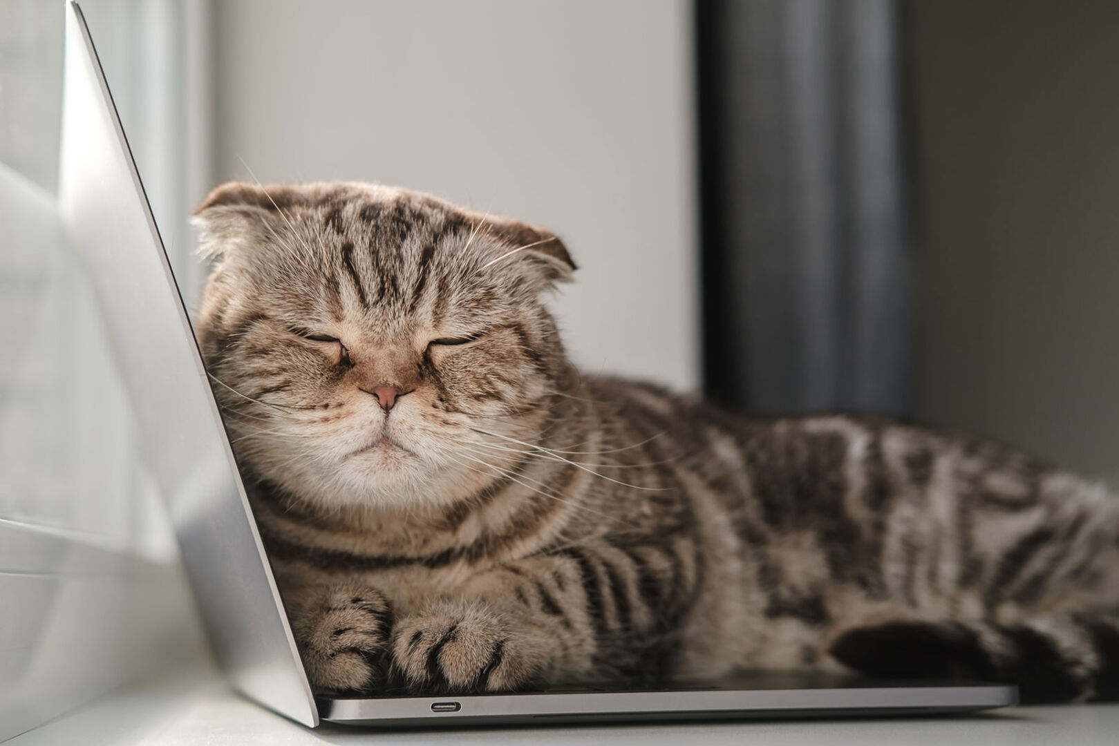 Katze liegt dösend auf der Tastatur eines Laptops | Credit: iStock.com/koldunova