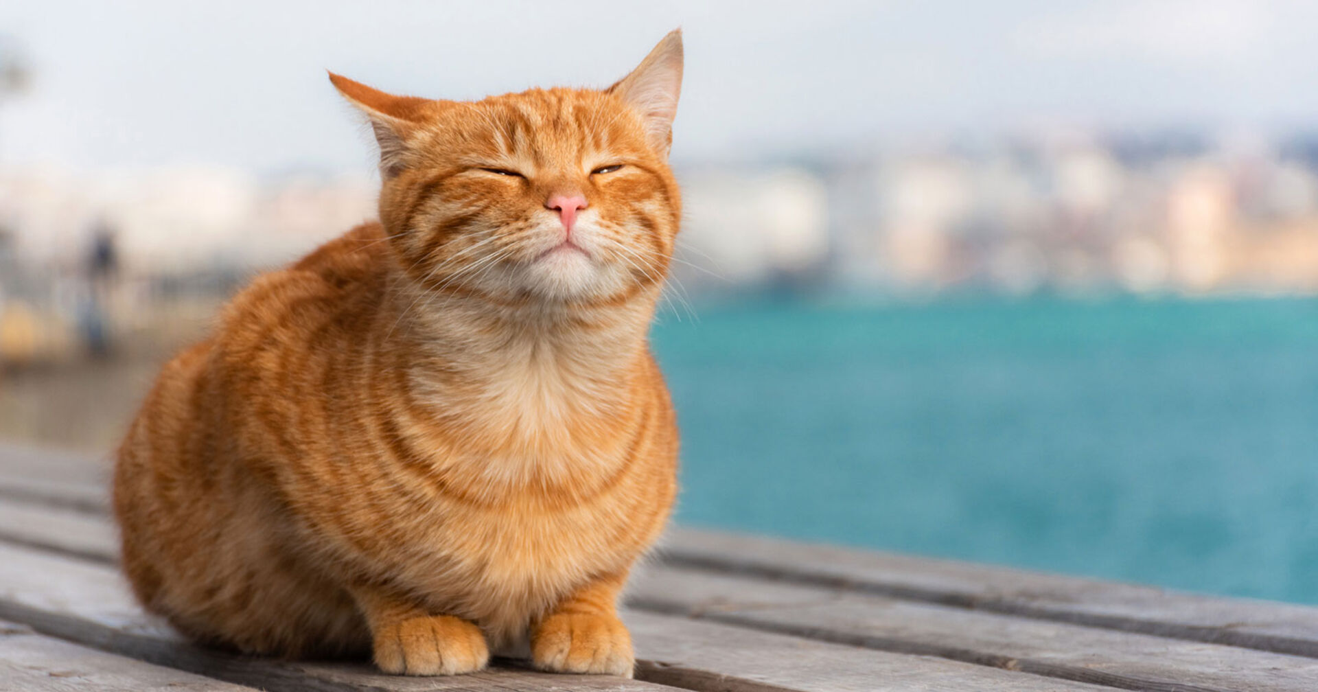 Katze mit geschlossenen Augen entspannt auf einer Uferpromenade | Credit: iStock.com/Anna Pismenskova