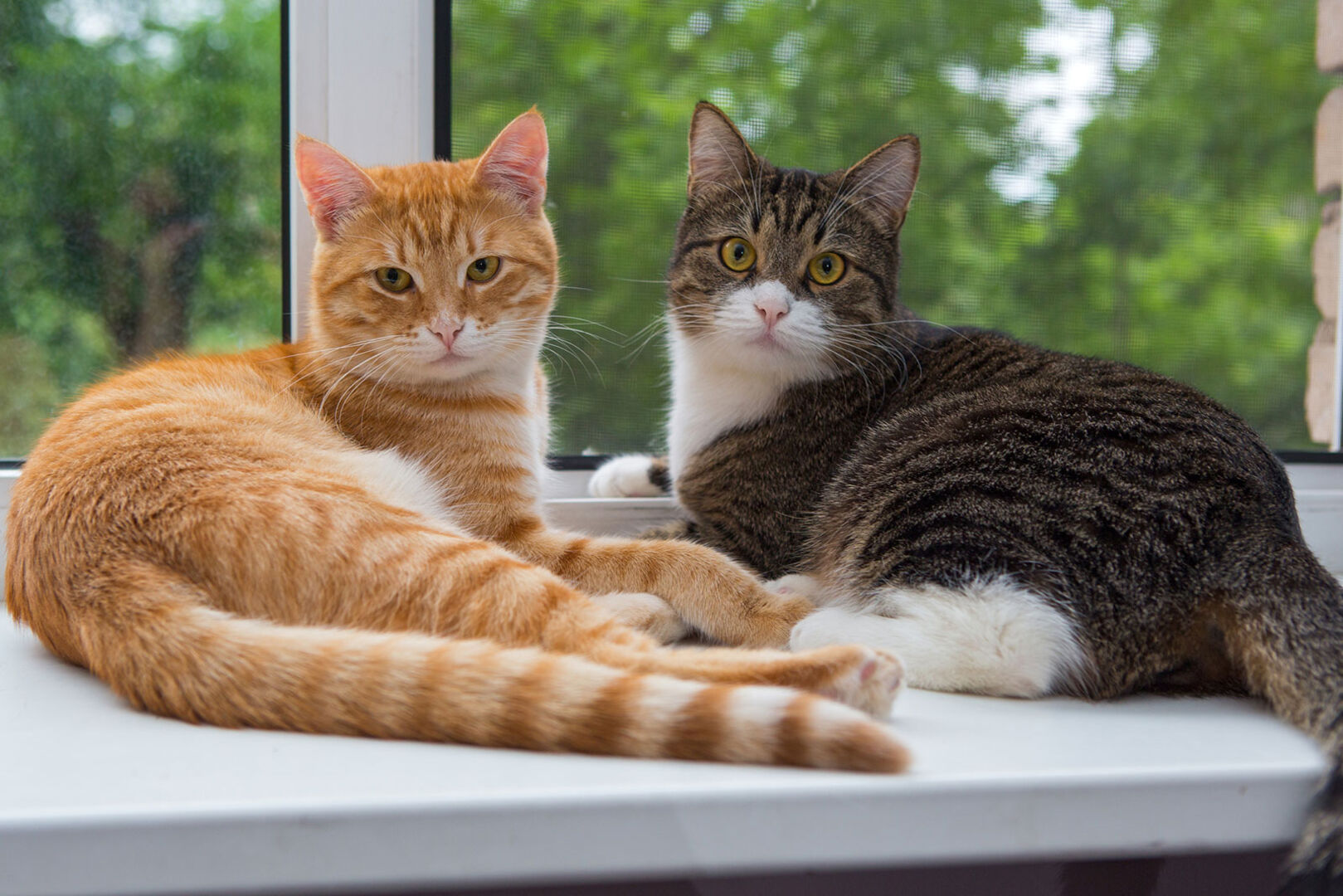 Zwei Katzen liegen gemeinsam auf der Fensterbank | Credit: iStock.com/maximkabb