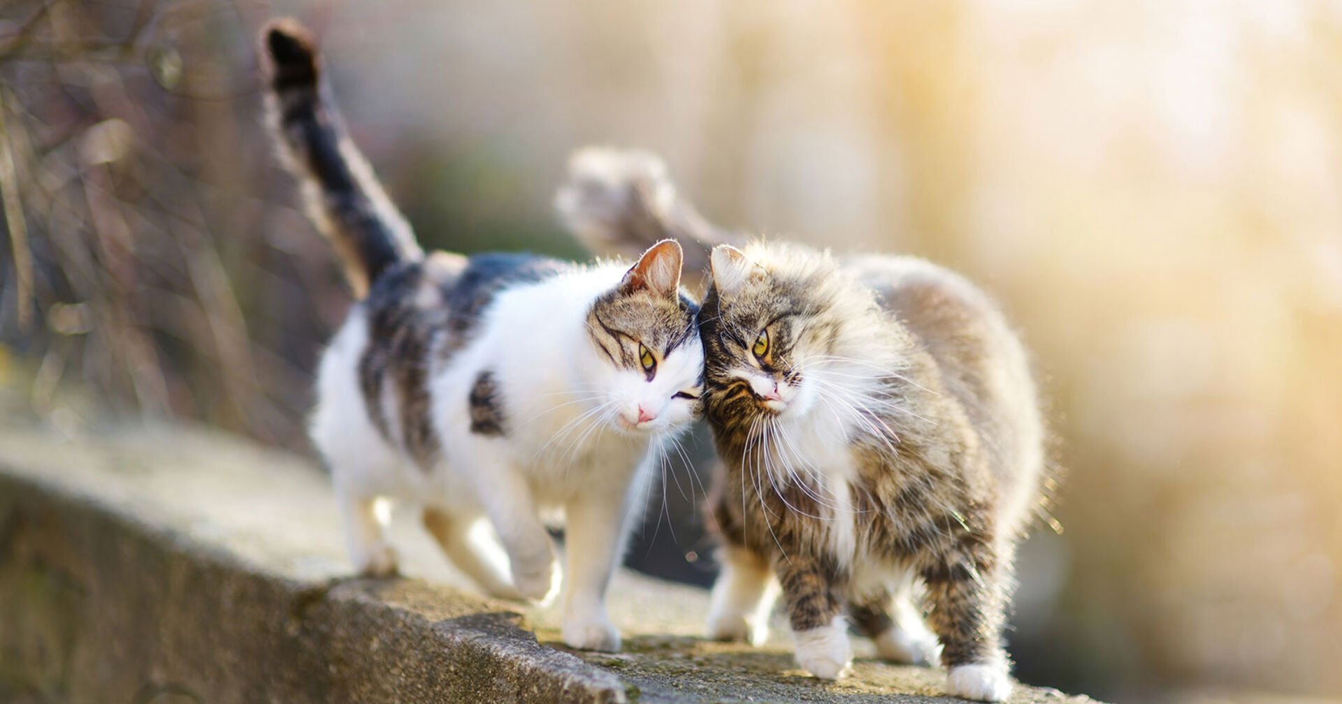 Zwei Katzen schmiegen sich aneinander | Credit: iStock.com/maximkabb
