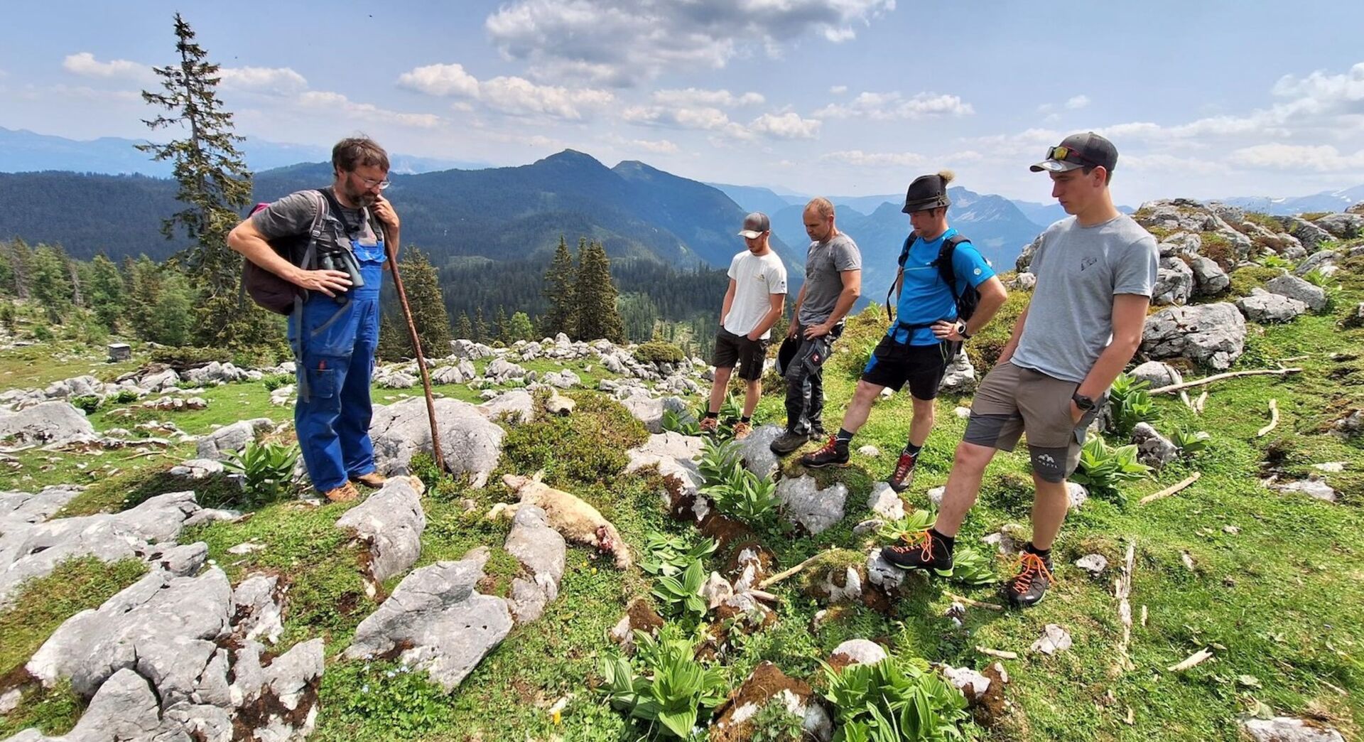 Der Bauer und weitere Männer betrachtet eines der gerissenen Schafe.